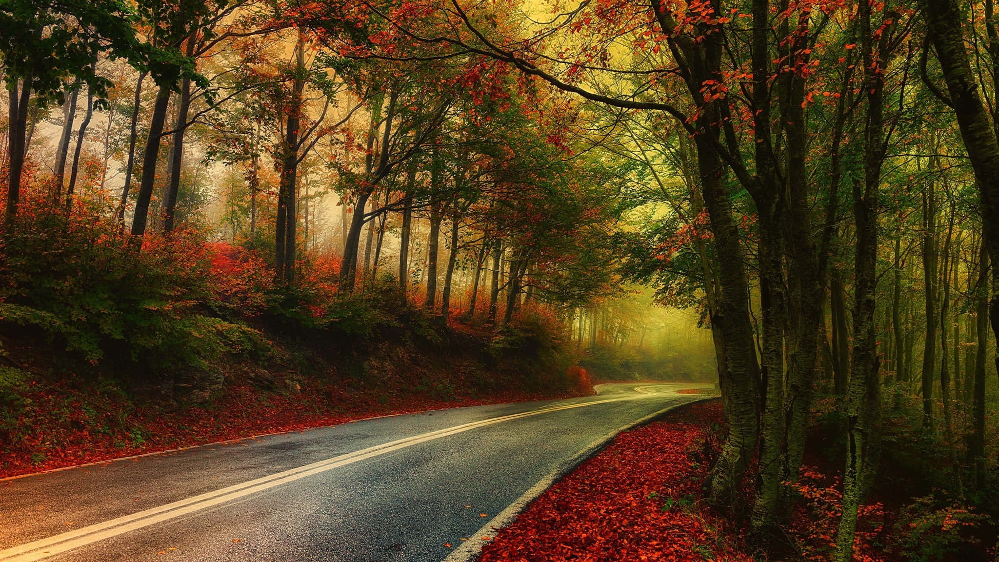 Fall Foliage, autumn forest, winding road, Full HD Desktop Wallpaper