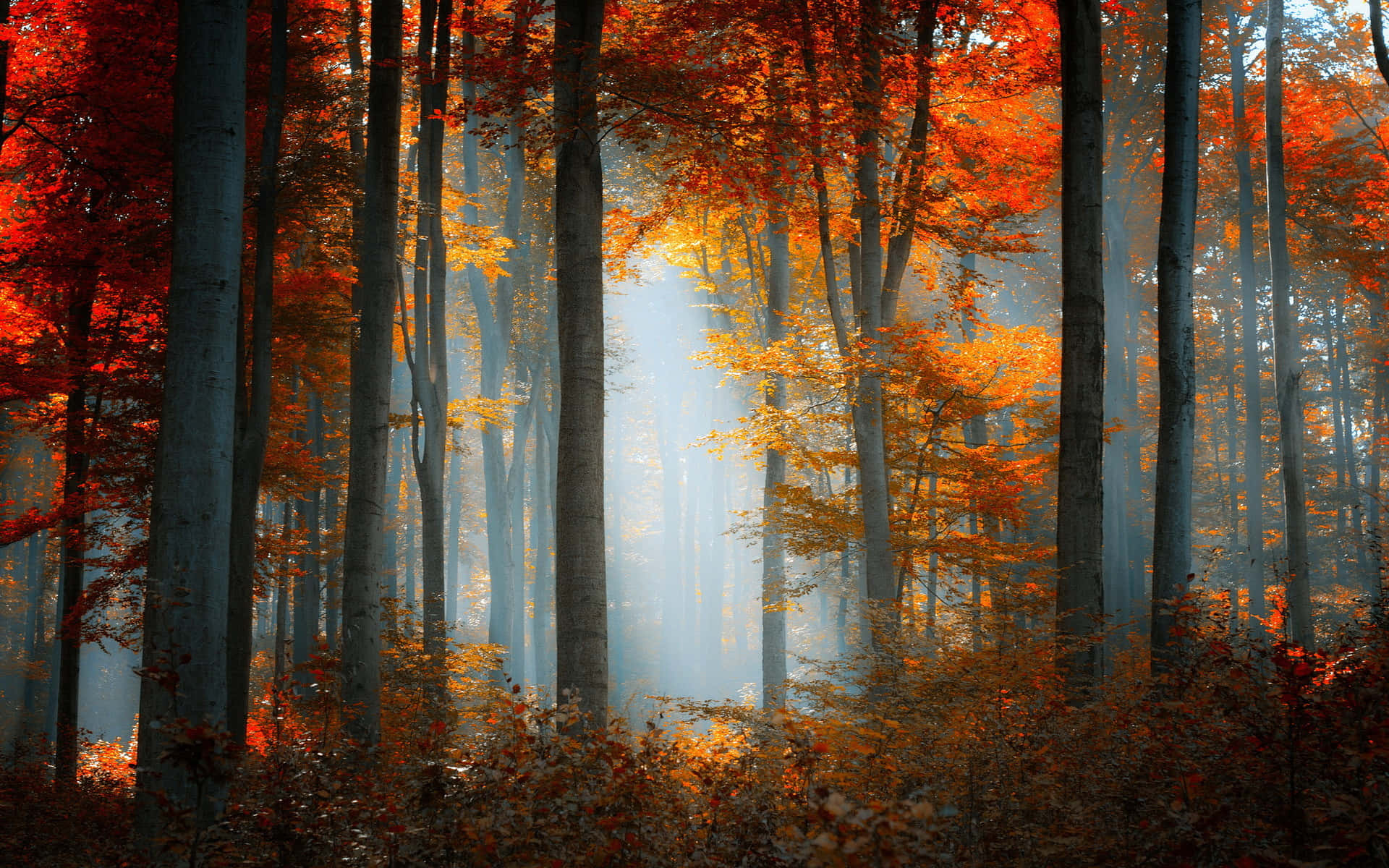 Fall Forest, vibrant orange and red autumn leaves, misty forest, Full HD Desktop Wallpaper