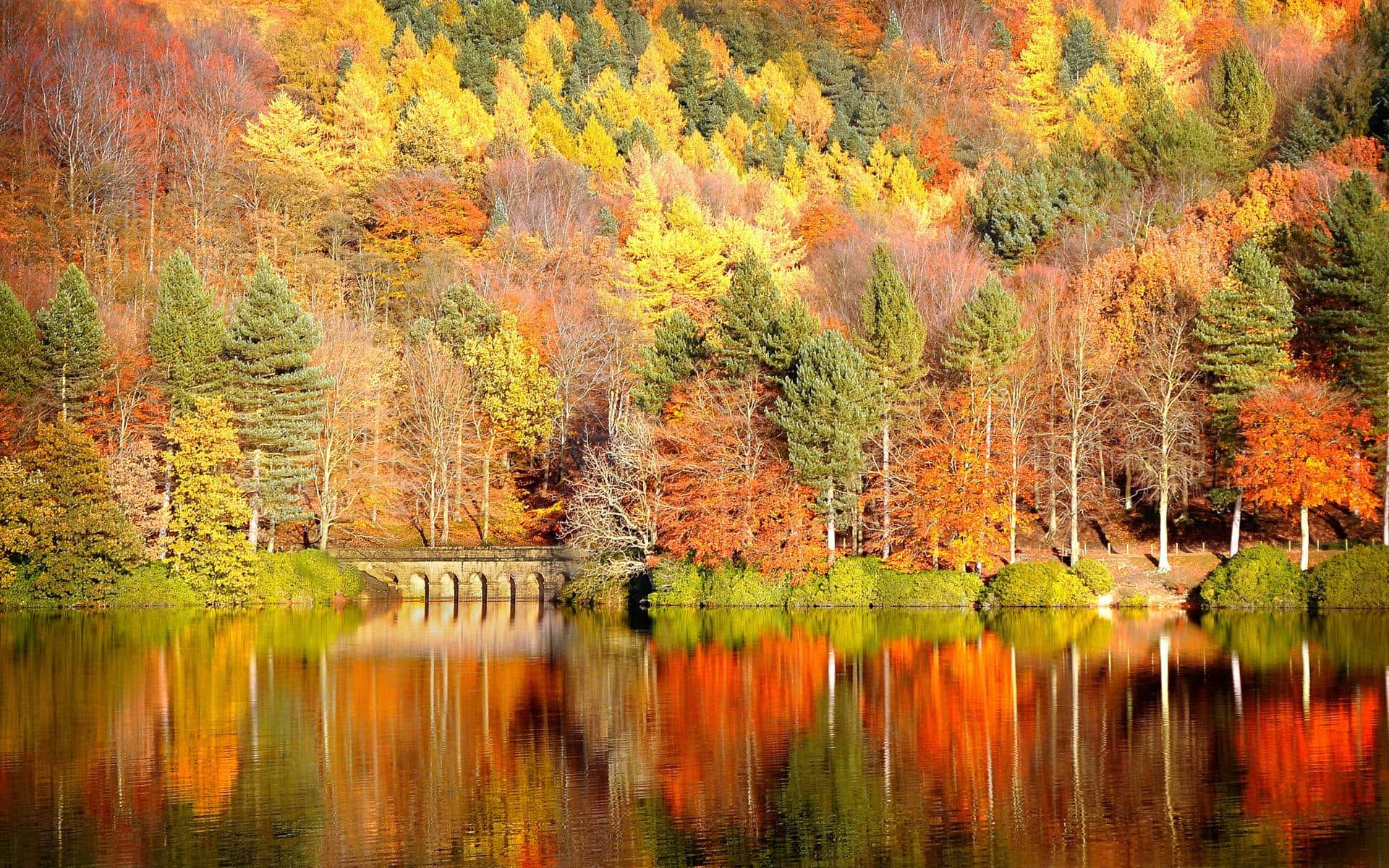 autumn forest, vibrant autumn forest, fiery reds oranges and yellows, Full HD Desktop Wallpaper