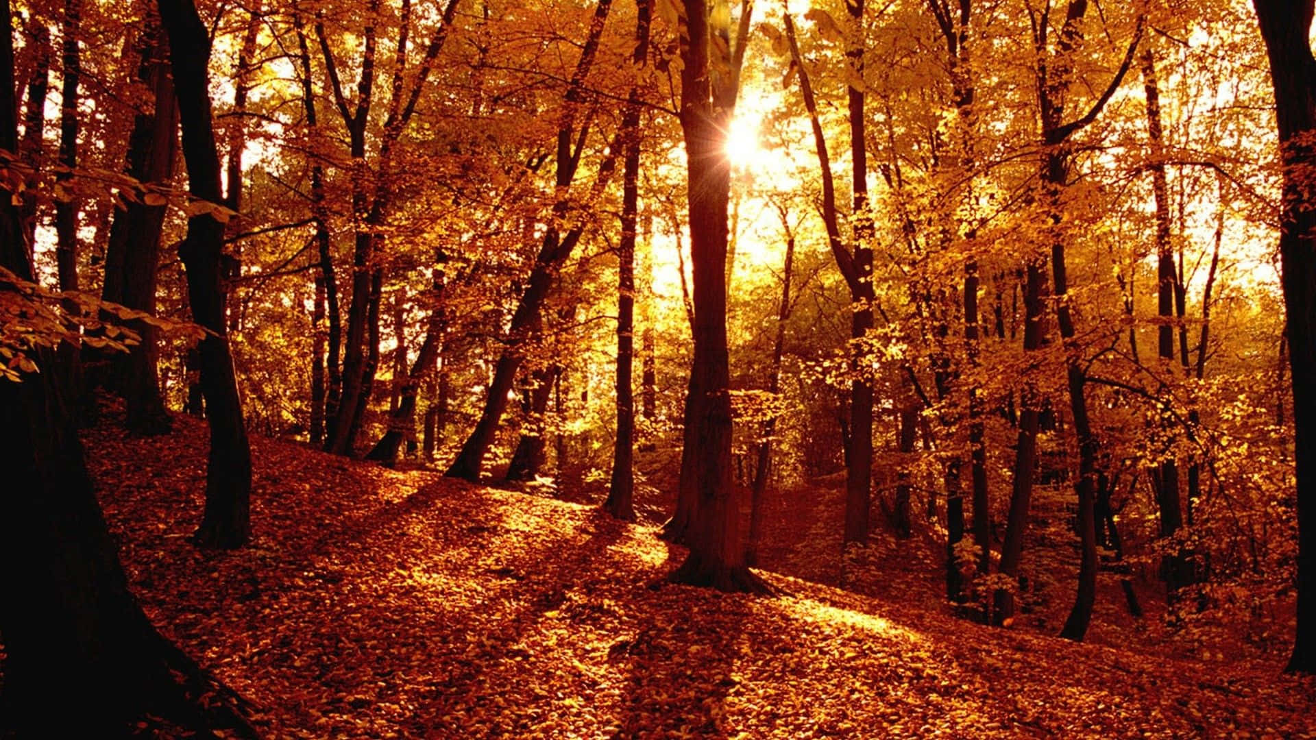 Fall Forest, golden sunlight, dense autumn trees, Full HD Desktop Wallpaper