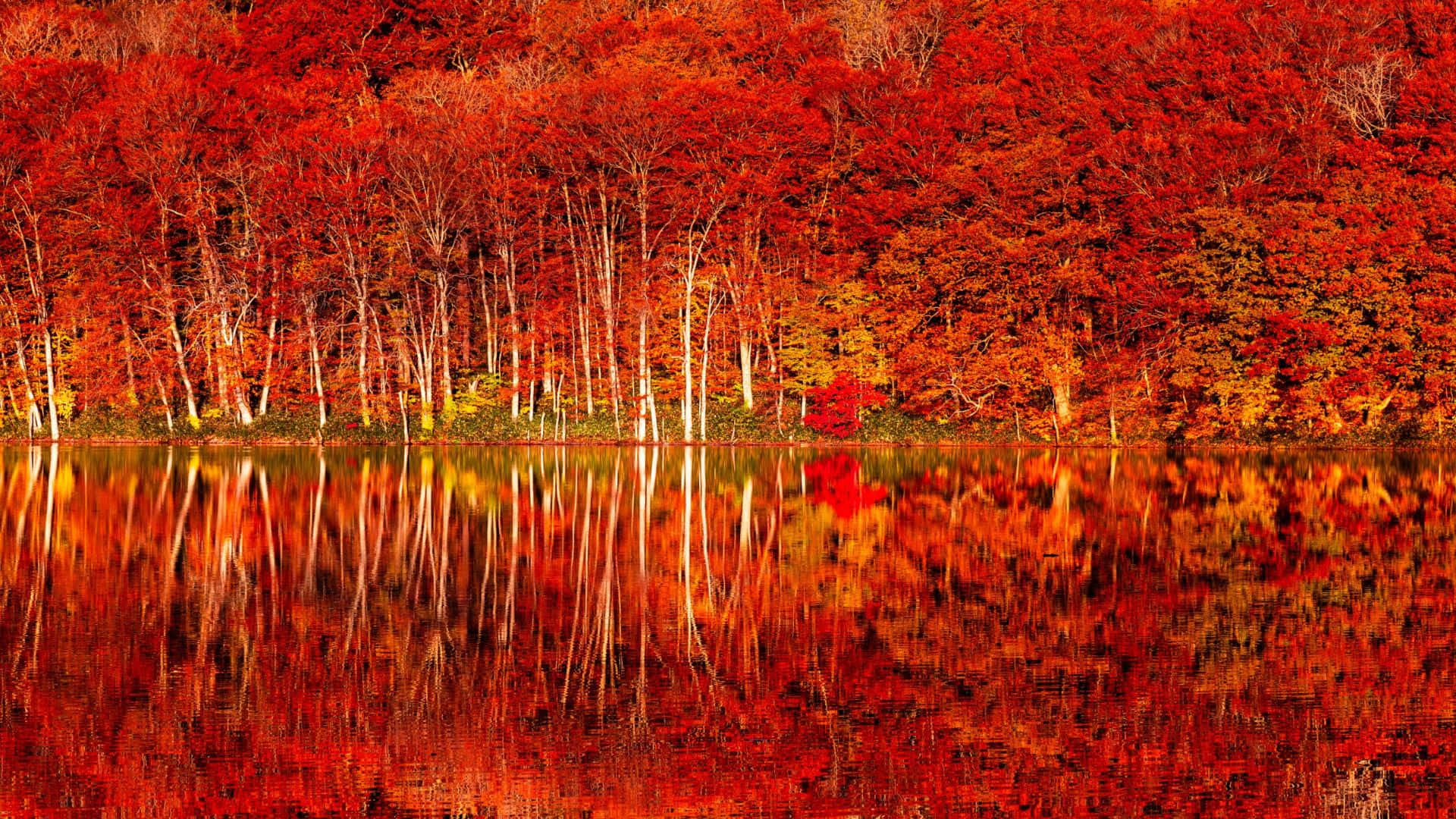 Fall Forest, red autumn trees, calm water, Full HD Desktop Wallpaper