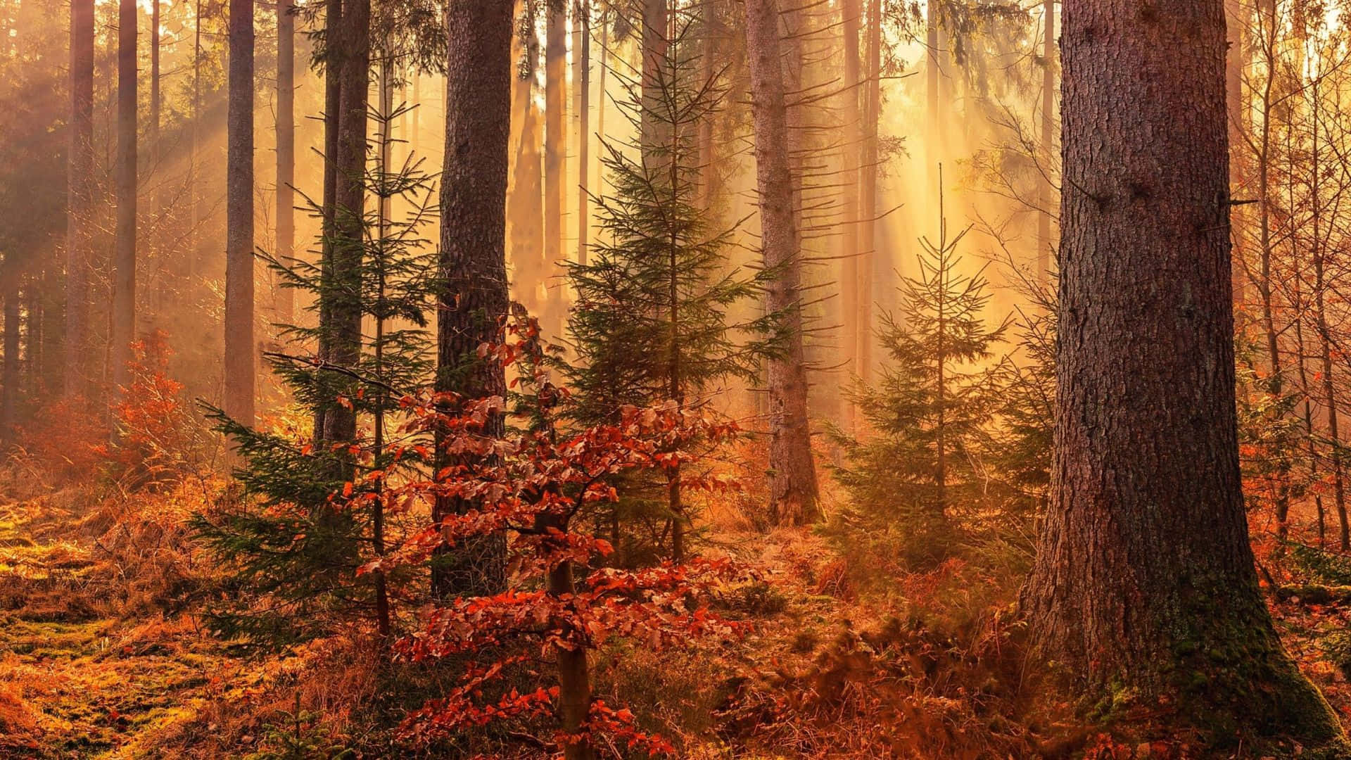 Fall Forest, golden sunlight, tall trees, Full HD Desktop Wallpaper