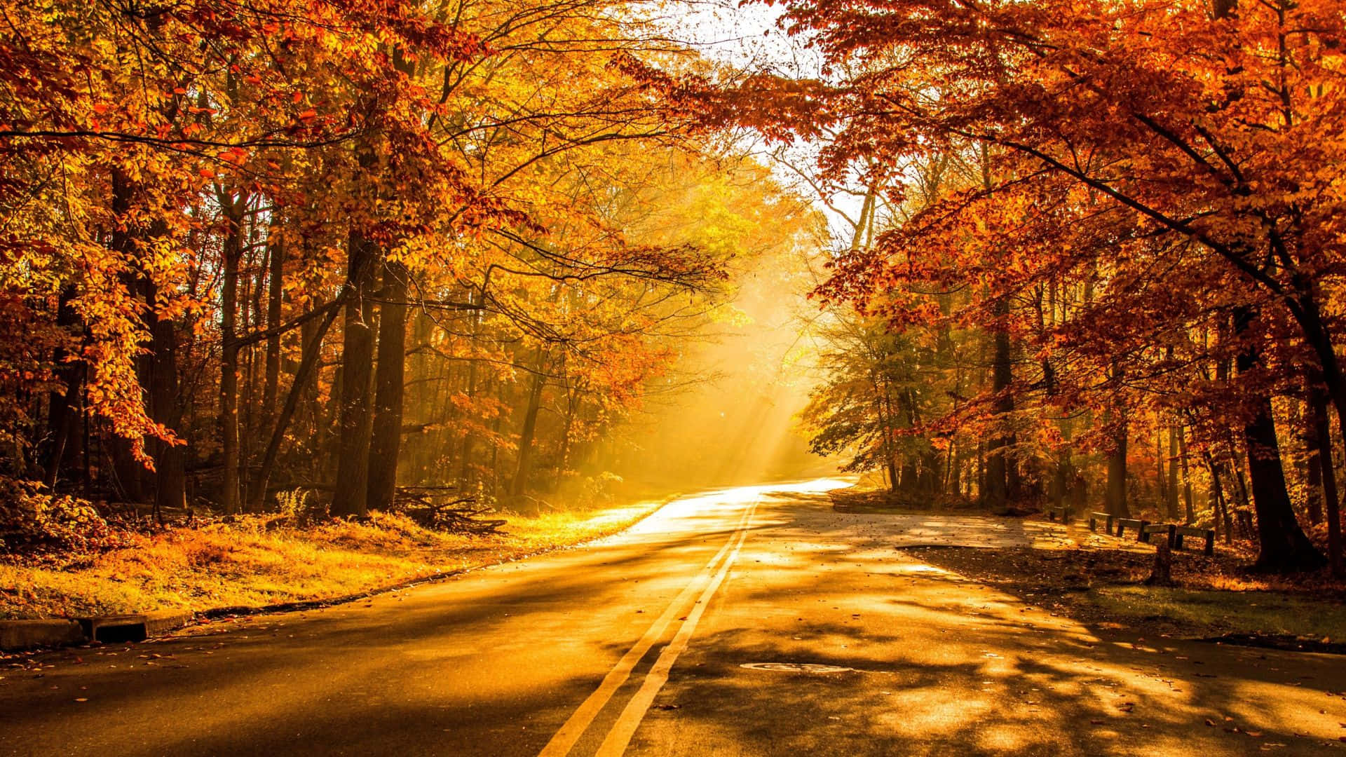 Fall Foliage, forest, winding road, Full HD Desktop Wallpaper