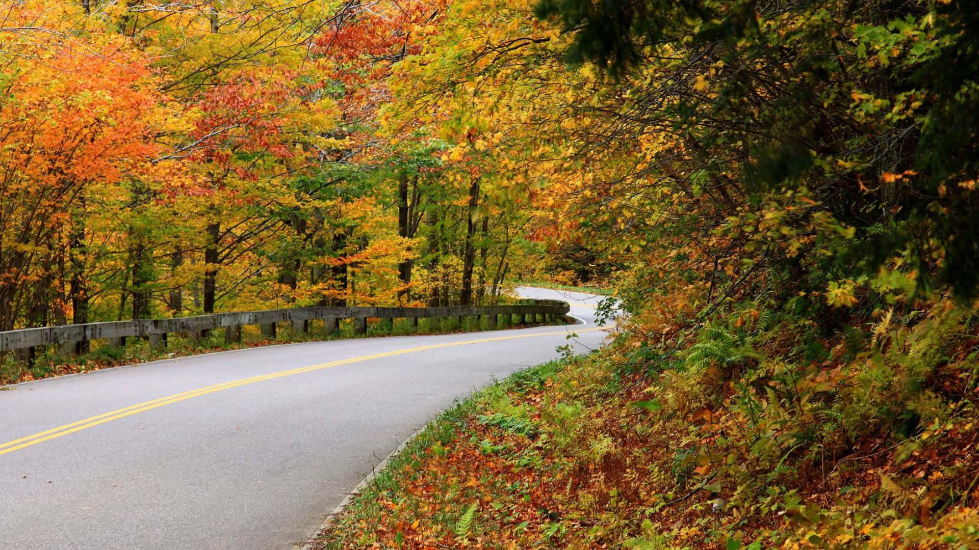 Fall Forest, winding road, vibrant autumn forest, Full HD Desktop Wallpaper