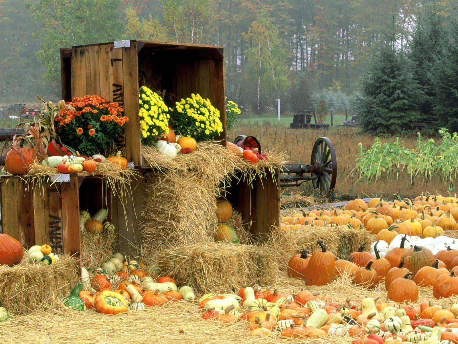 Fall Forest, autumn harvest display, pumpkins, HD Desktop Wallpaper