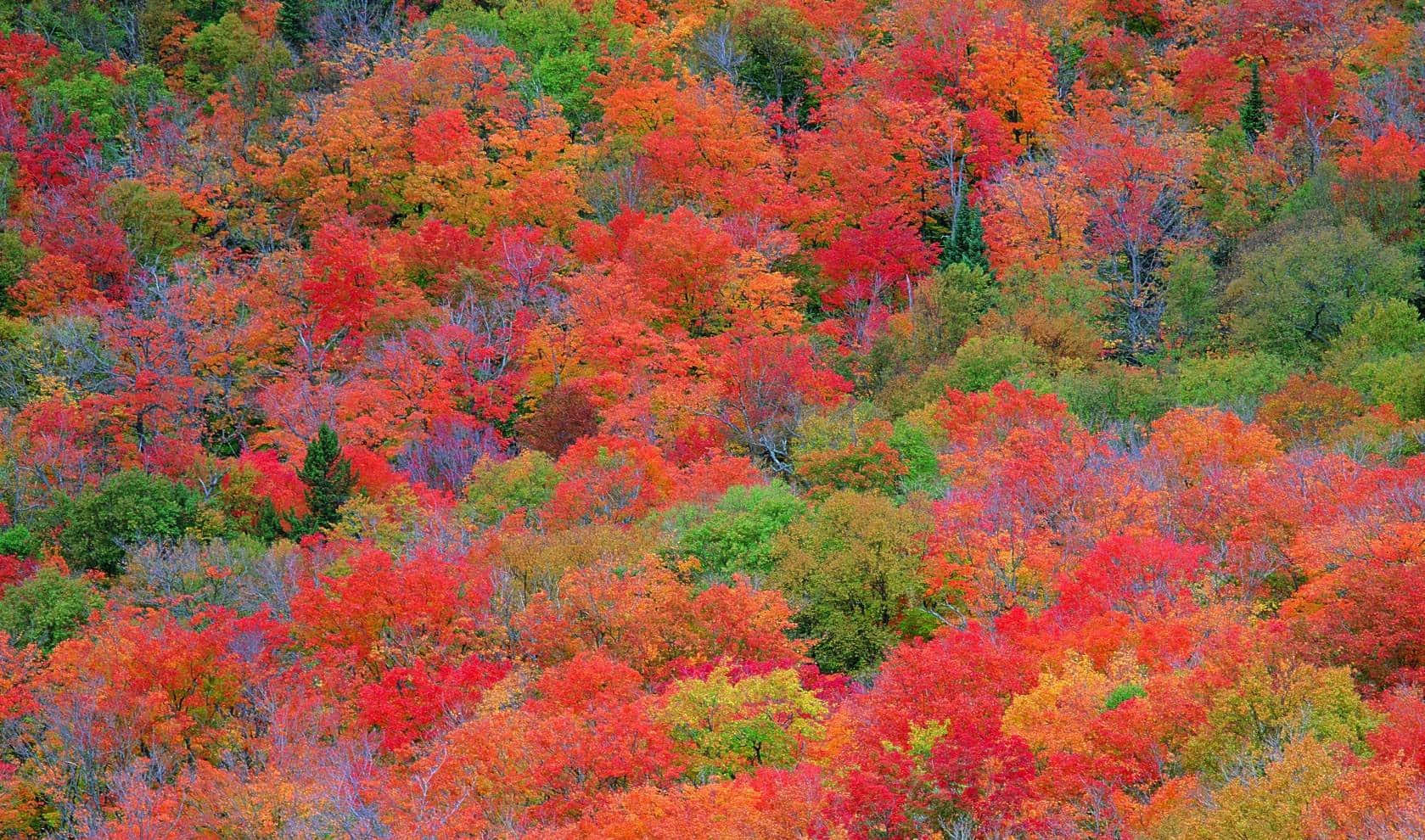 autumn, forest, fiery red, HD Desktop Wallpaper