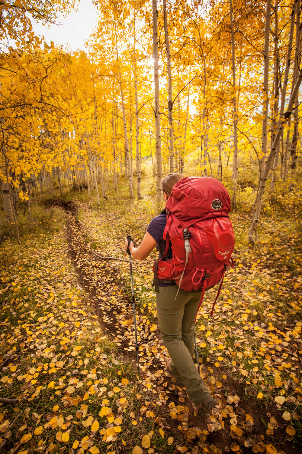 golden aspen forest, fallen leaves, red backpack, HD Phone Wallpaper