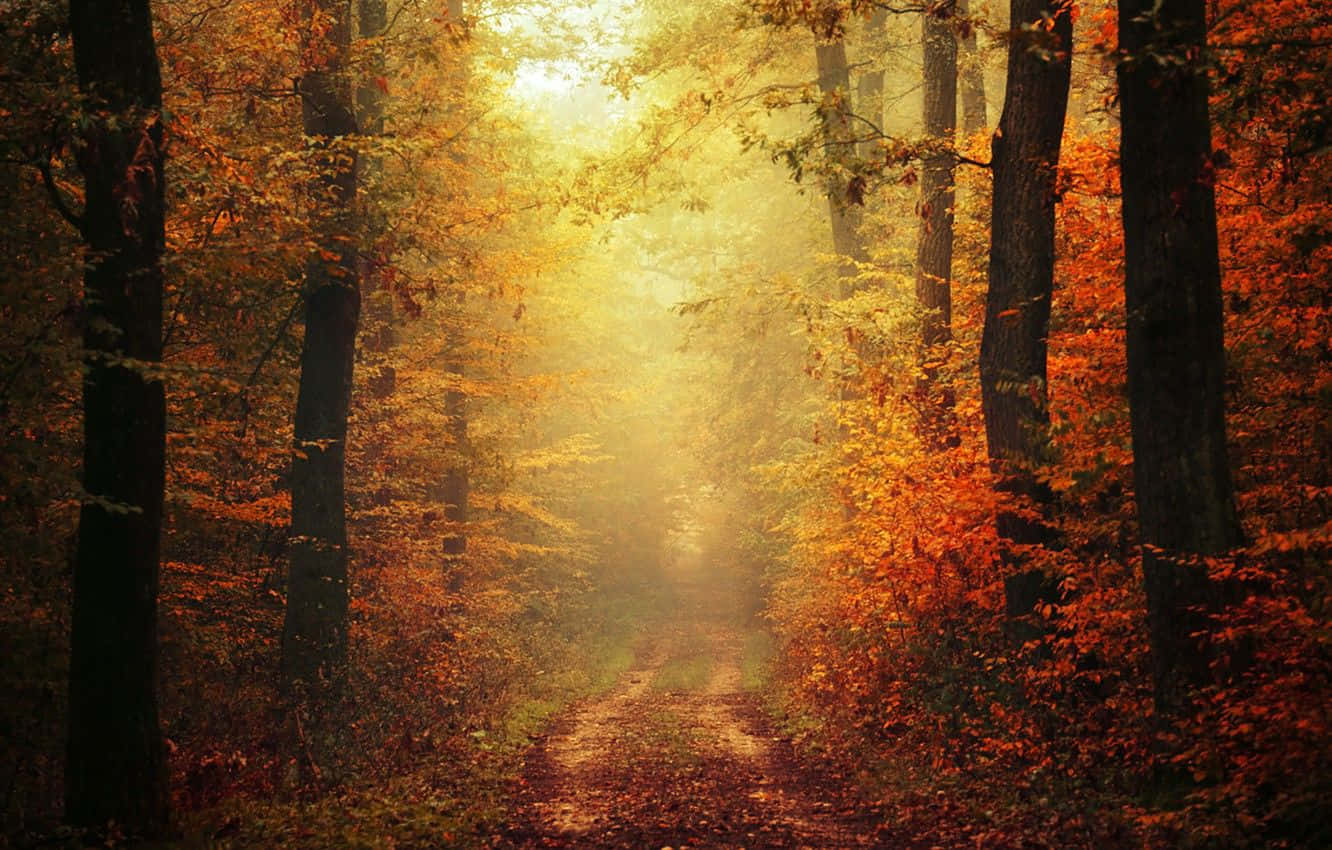 autumn forest, golden sunlight, vibrant orange, HD Desktop Wallpaper