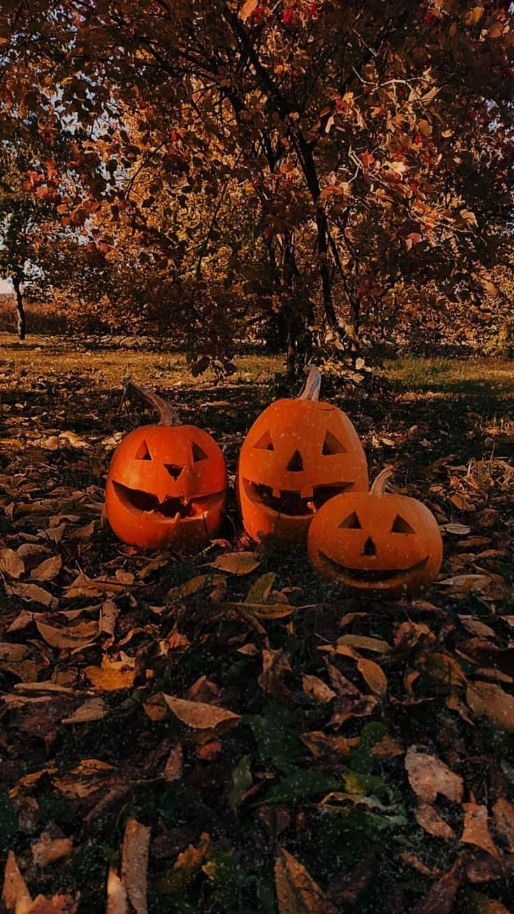 autumn pumpkin trio, jack-o'-lanterns, triangular eyes, HD Phone Wallpaper