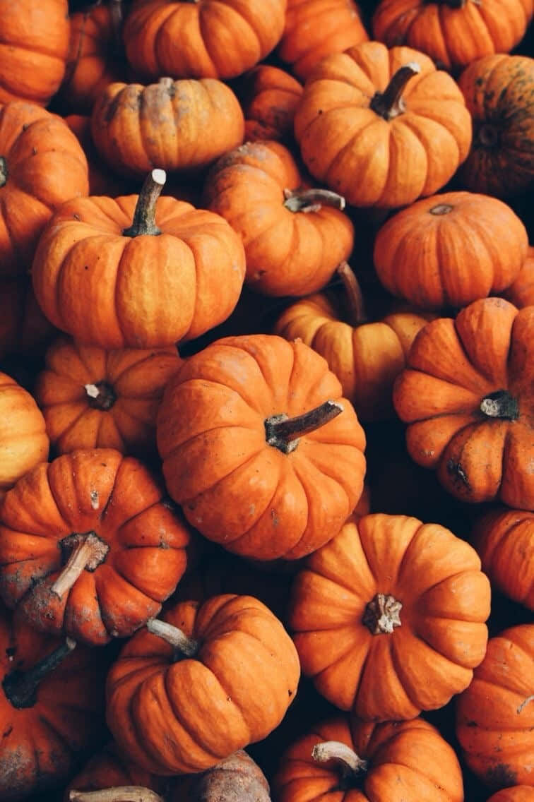 iPhone, Fall colors, vibrant orange pumpkins, SD Phone Wallpaper
