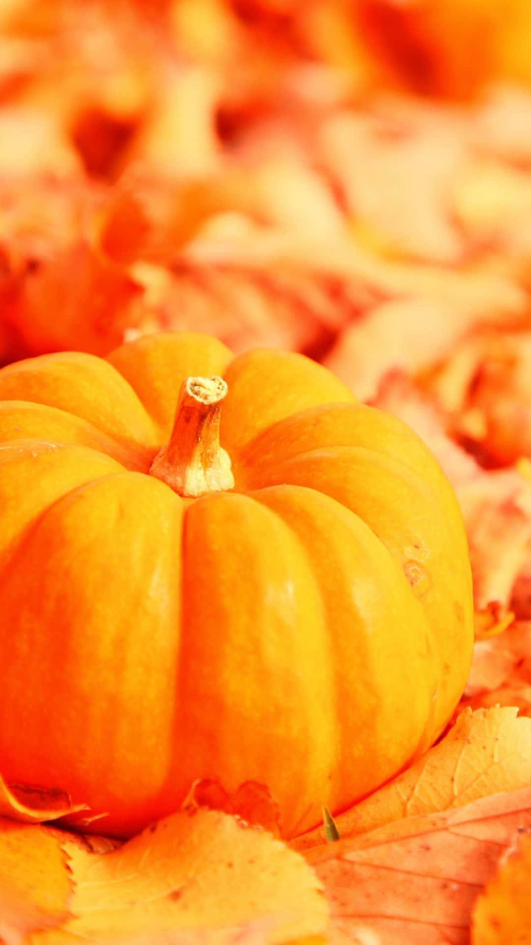 iPhone, pumpkin, autumn leaves, Full HD Phone Wallpaper