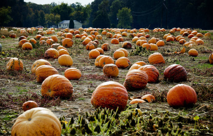pumpkin patch, autumn hues, farmhouse, SD Desktop Wallpaper