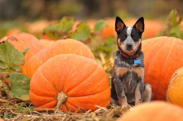 blue heeler puppy, vibrant orange pumpkins, sunlit autumn field, SD Desktop Wallpaper