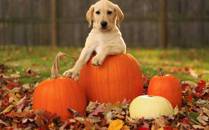 yellow lab puppy, large orange pumpkin, autumn leaves, SD Desktop Wallpaper