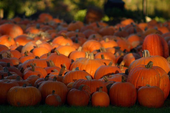 Fall Halloween, pumpkins, golden sunlight, SD Desktop Wallpaper