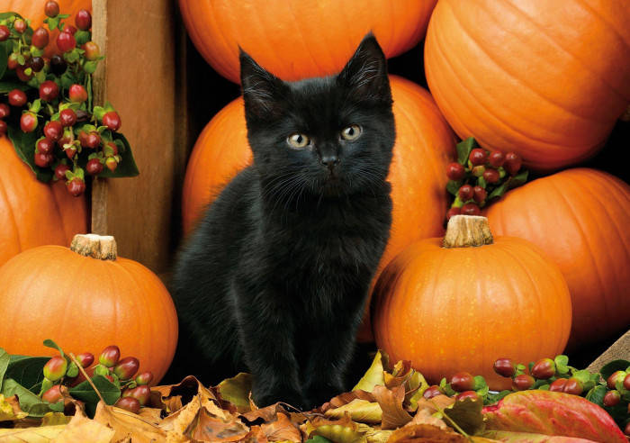 black cat, berries, fall halloween, SD Desktop Wallpaper