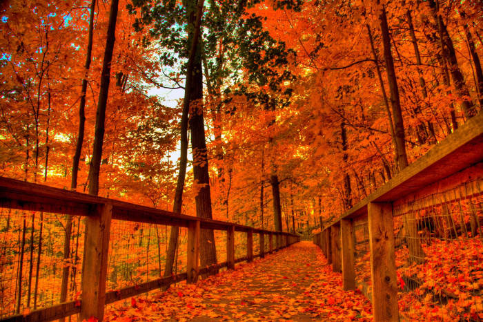 Halloween, wooden boardwalk, forest, SD Desktop Wallpaper