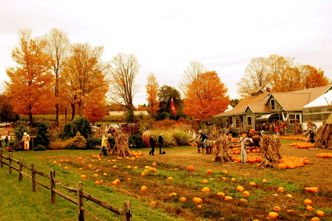 Fall Harvest