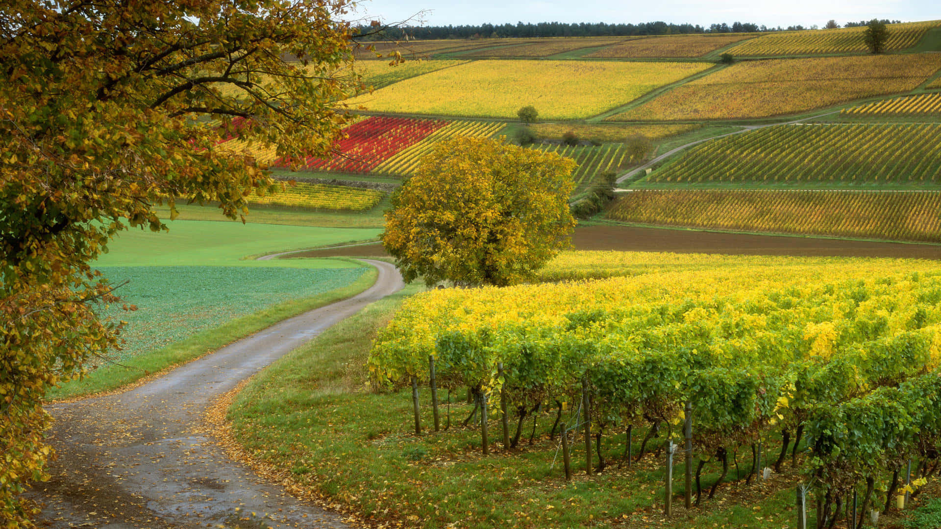 vineyard, side road, autumn, Full HD Desktop Wallpaper