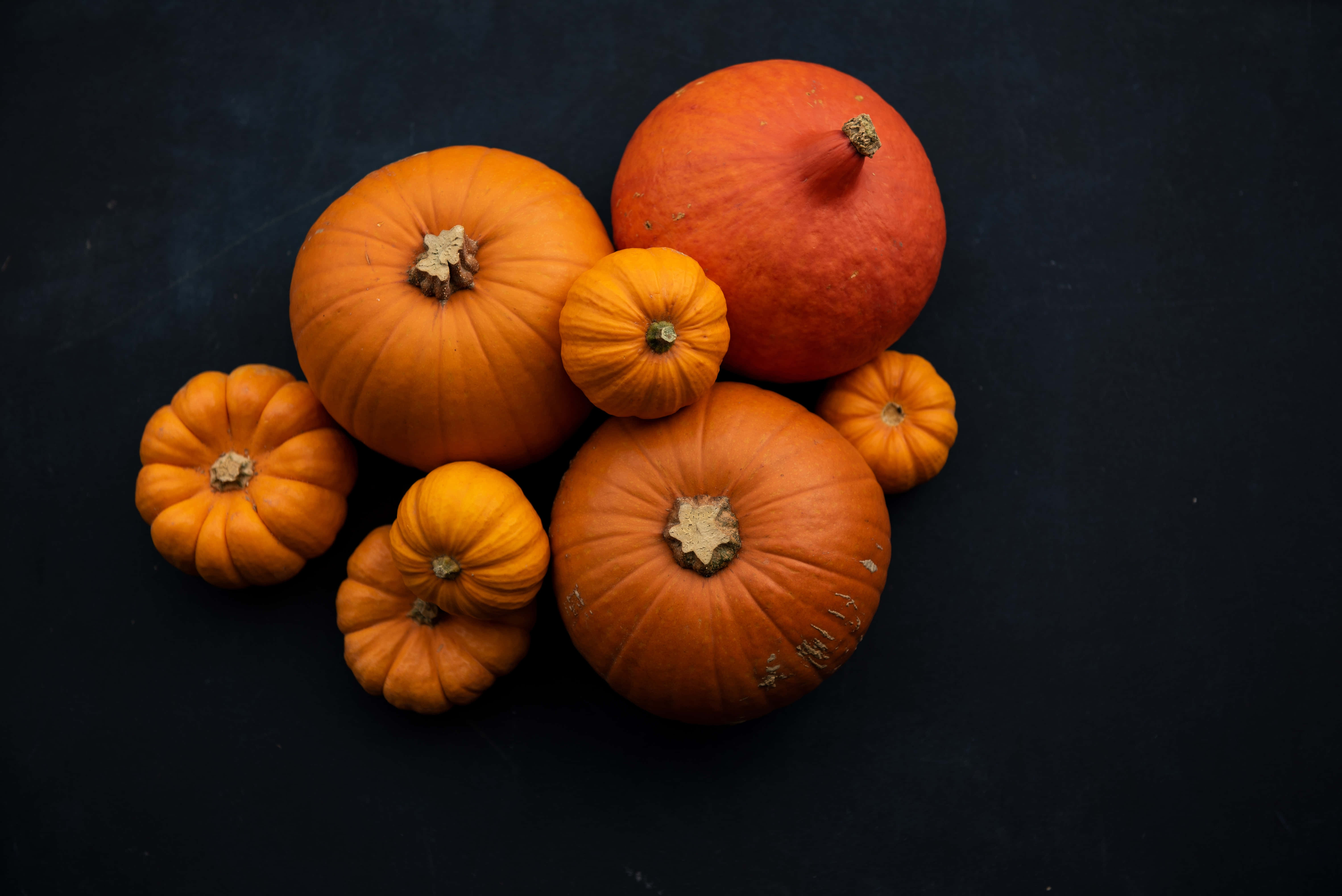 Fall Harvest, orange pumpkins, dark textured background, 5K Desktop Wallpaper