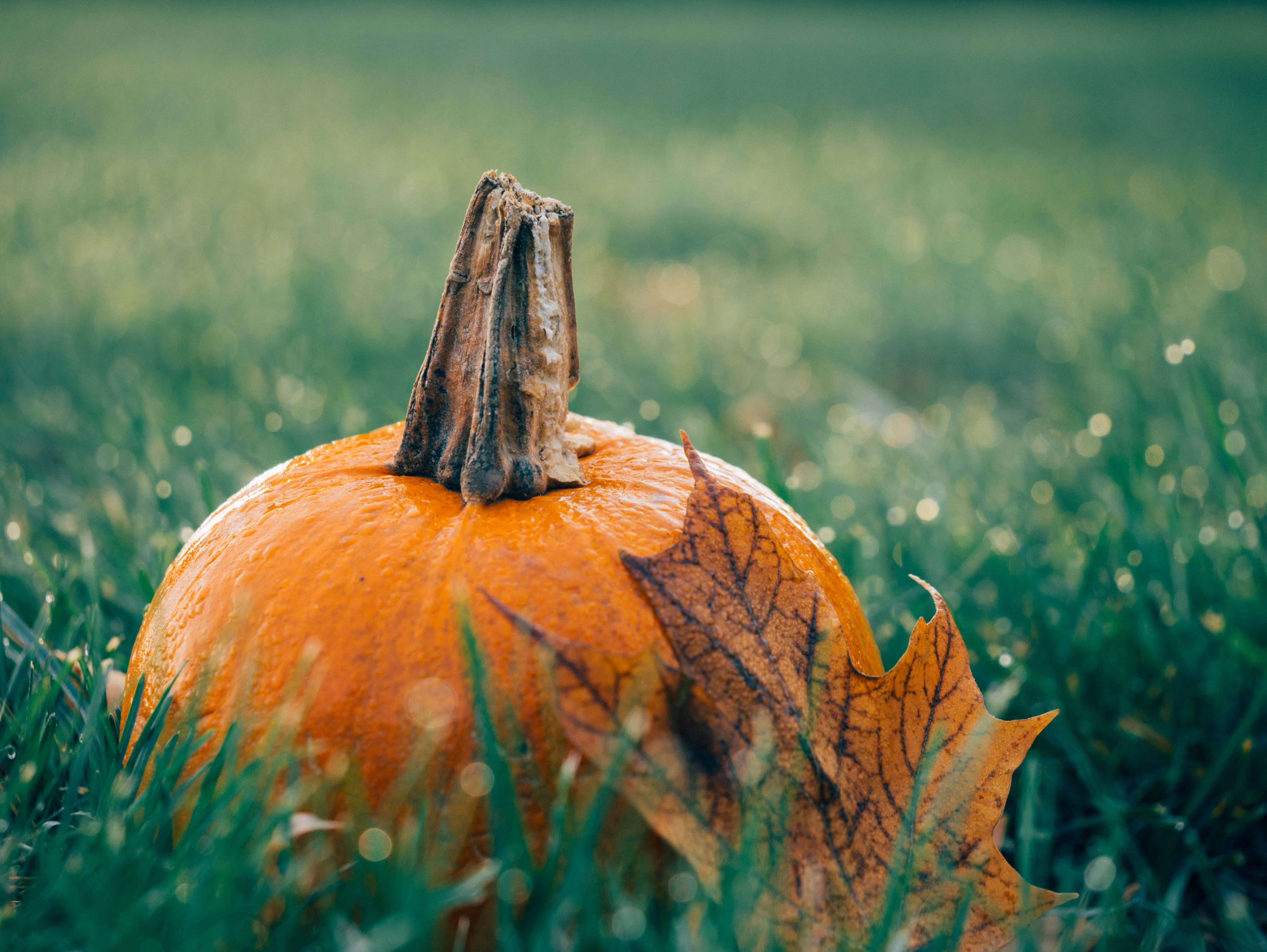 Fall Harvest, orange pumpkin, dewy green grass, 4K Desktop Wallpaper