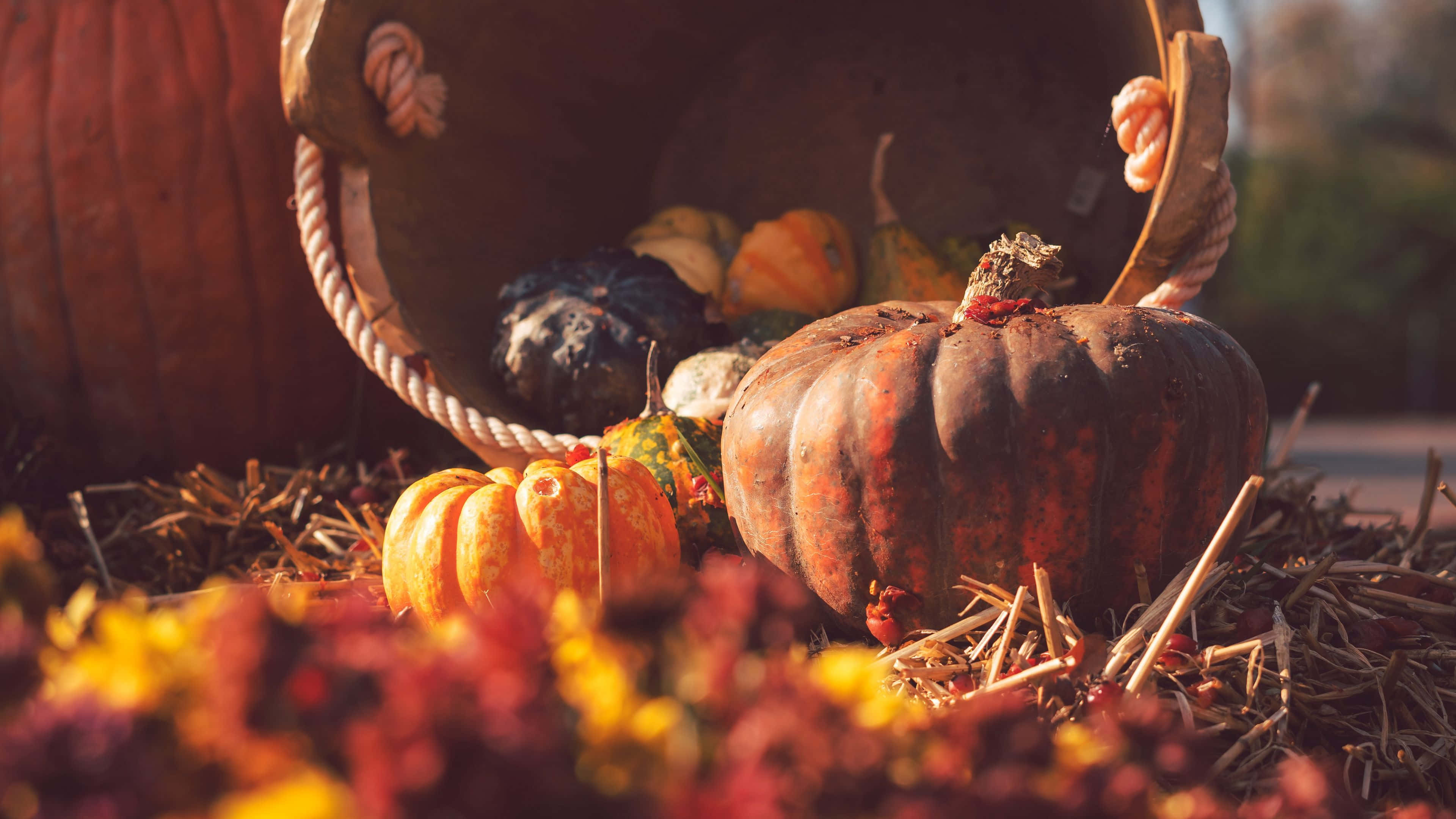 Fall Harvest, Sunset, autumn pumpkins, 4K Desktop Wallpaper