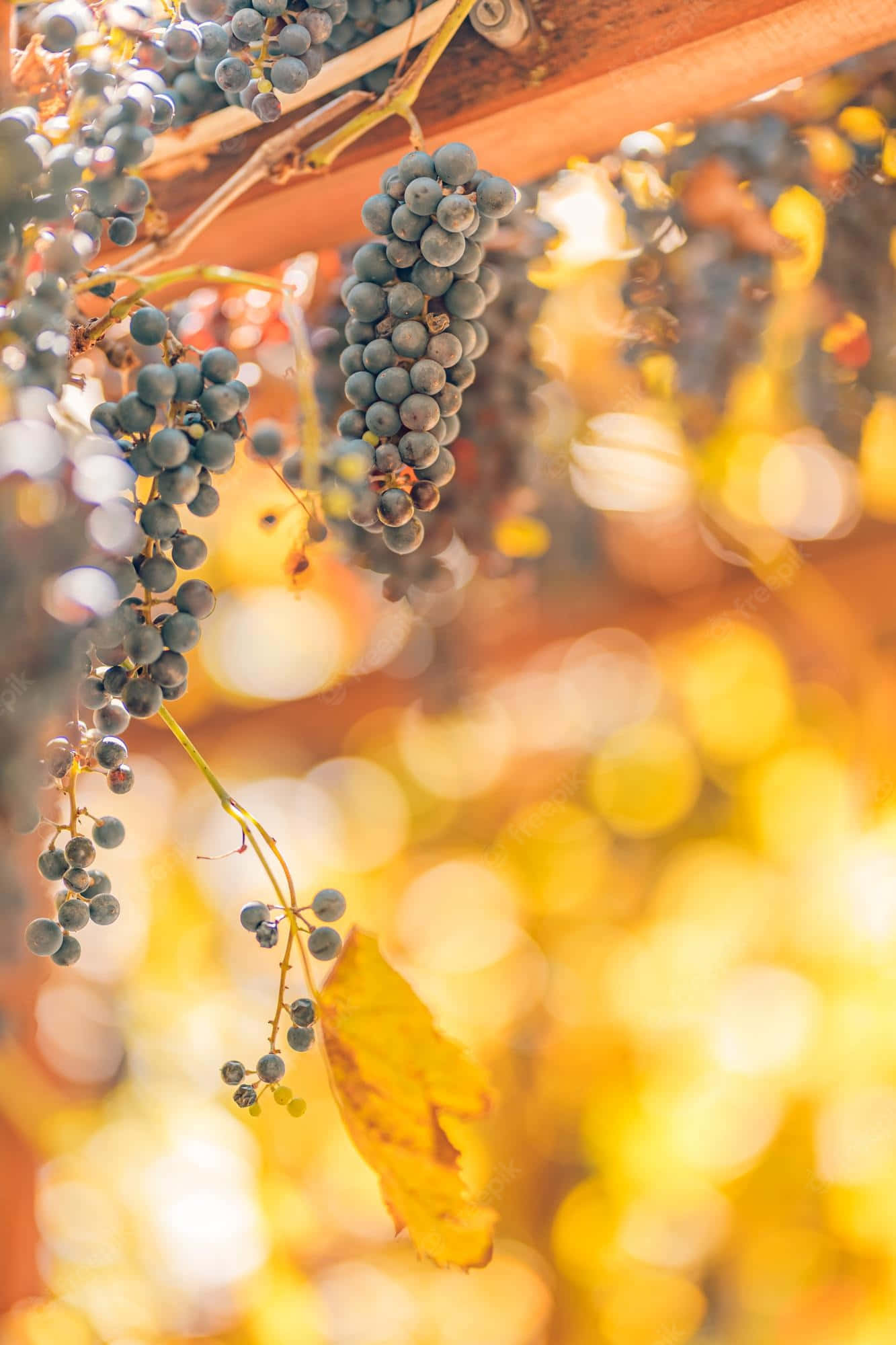Fall Harvest, dark grapes, vines, Full HD Phone Wallpaper