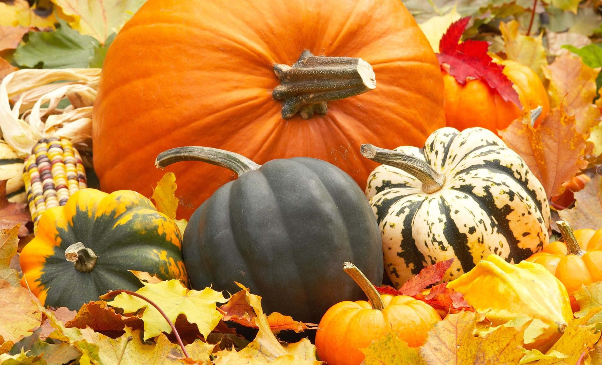 fall harvest, autumn still life, pumpkins, Full HD Desktop Wallpaper