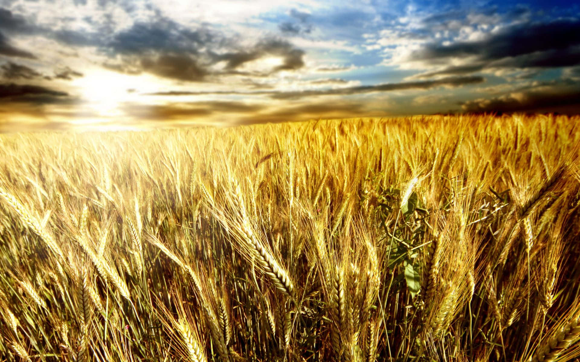 Fall Harvest, golden wheat stalks, dramatic sunset sky, Full HD Desktop Wallpaper