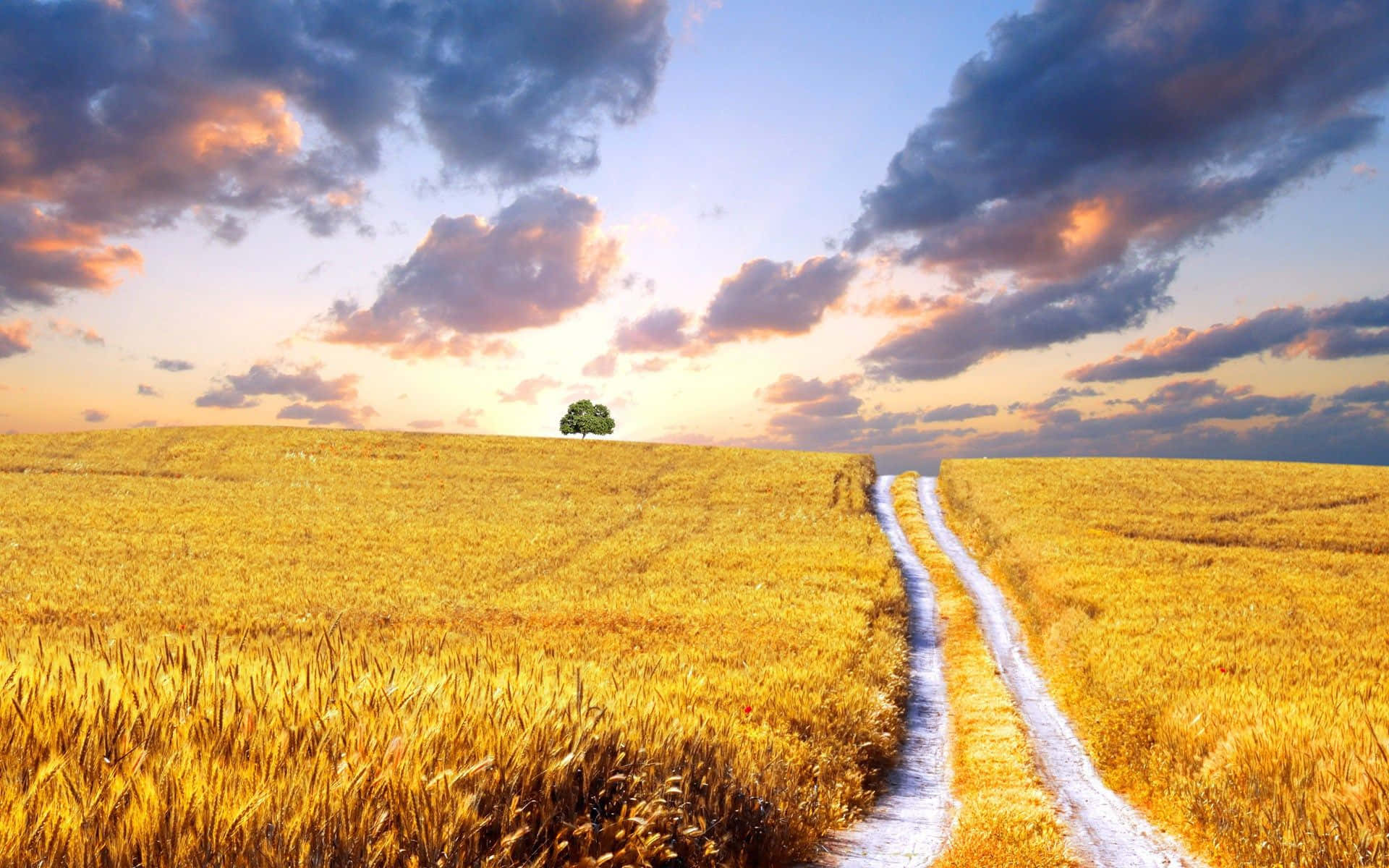 Fall Harvest, golden wheat fields, lone tree, Full HD Desktop Wallpaper