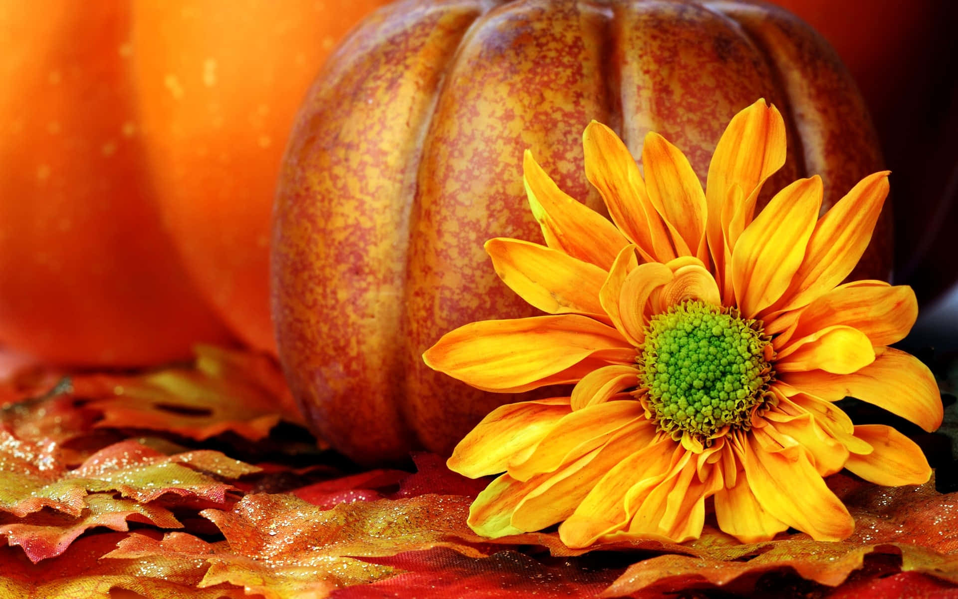 Fall Harvest, vibrant orange daisy, green center, Full HD Desktop Wallpaper