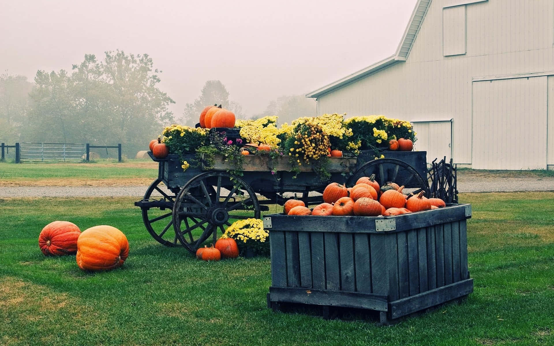 Fall Harvest, rustic wooden wagon, pumpkins, Full HD Desktop Wallpaper
