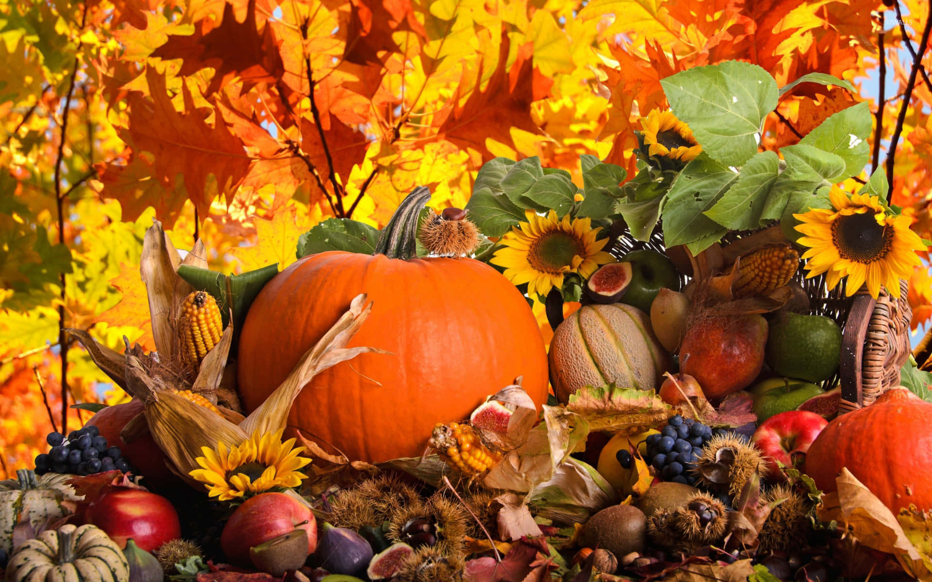Fall Harvest, pumpkins, sunflowers, Full HD Desktop Wallpaper
