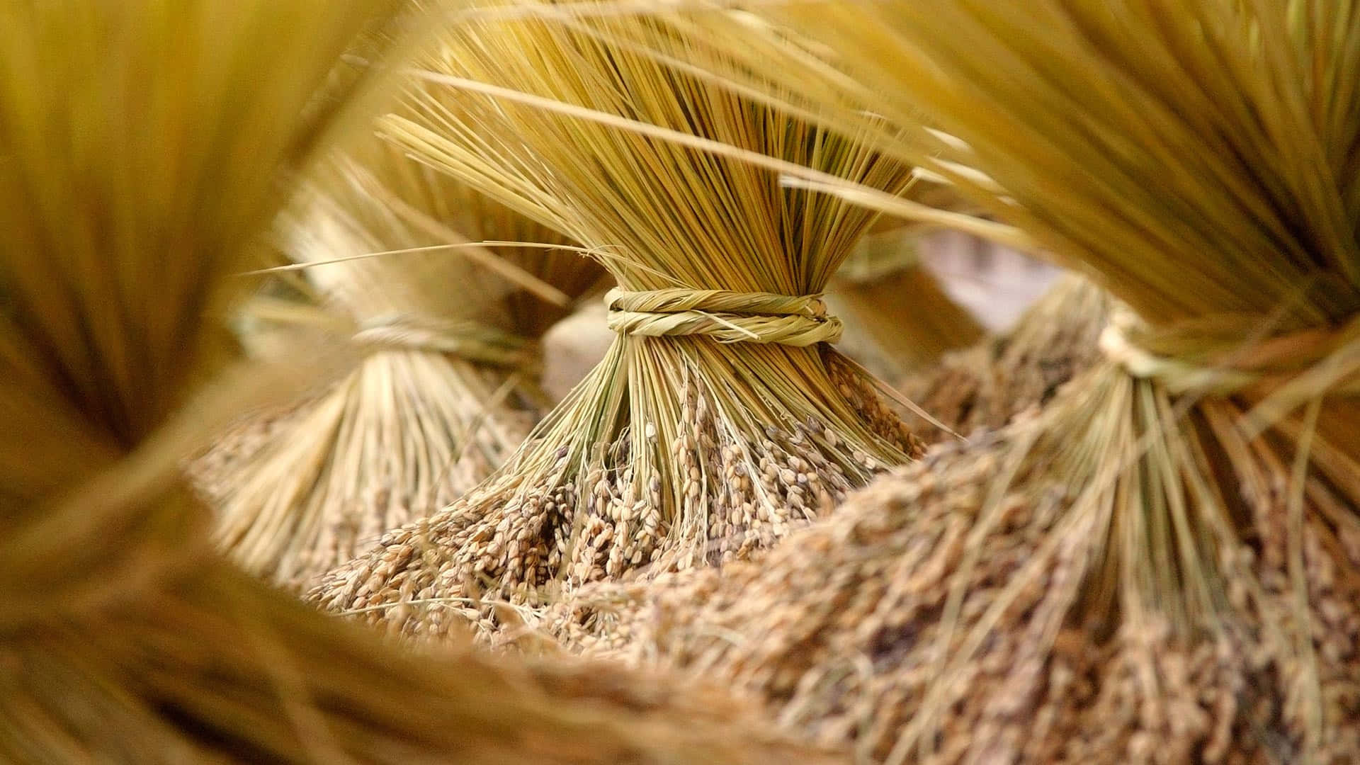 Fall Harvest, golden rice stalks, bundles, Full HD Desktop Wallpaper