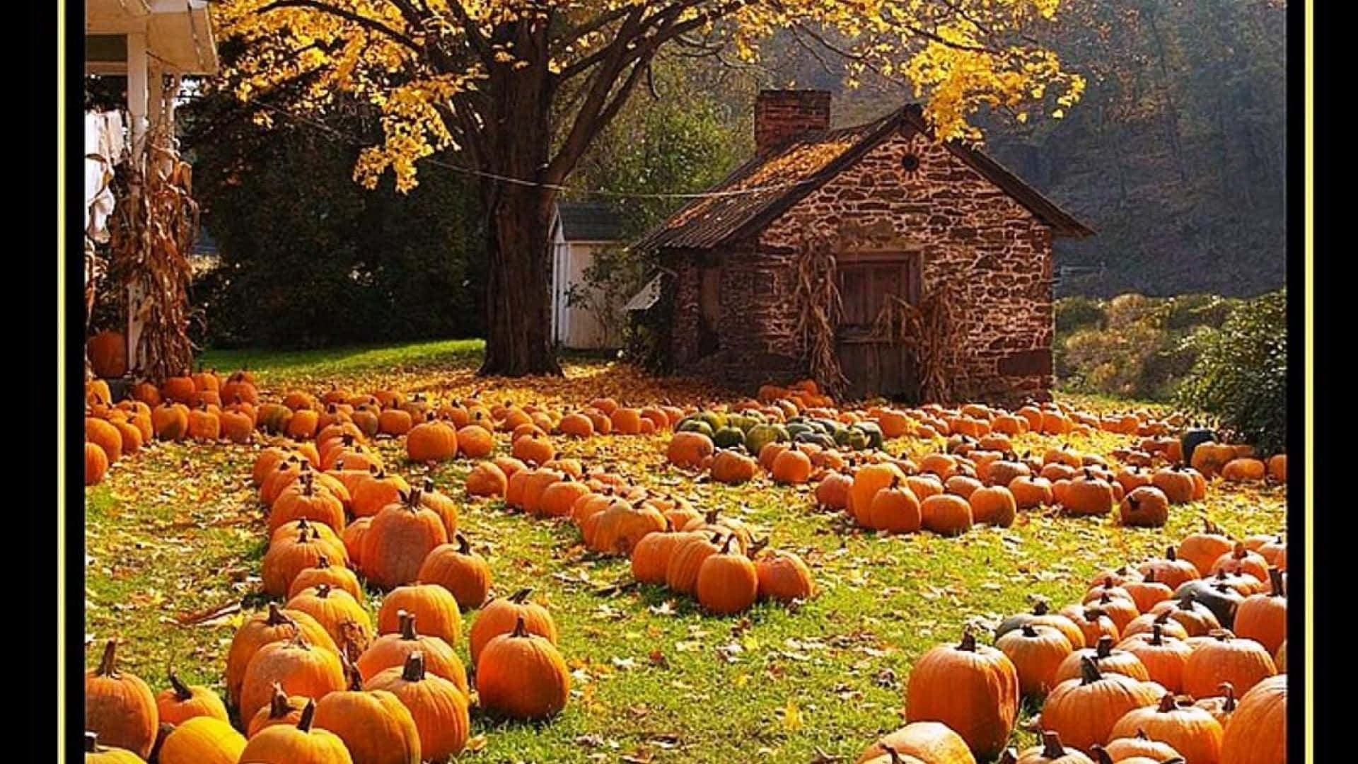 Fall Harvest, autumn field, pumpkins, Full HD Desktop Wallpaper