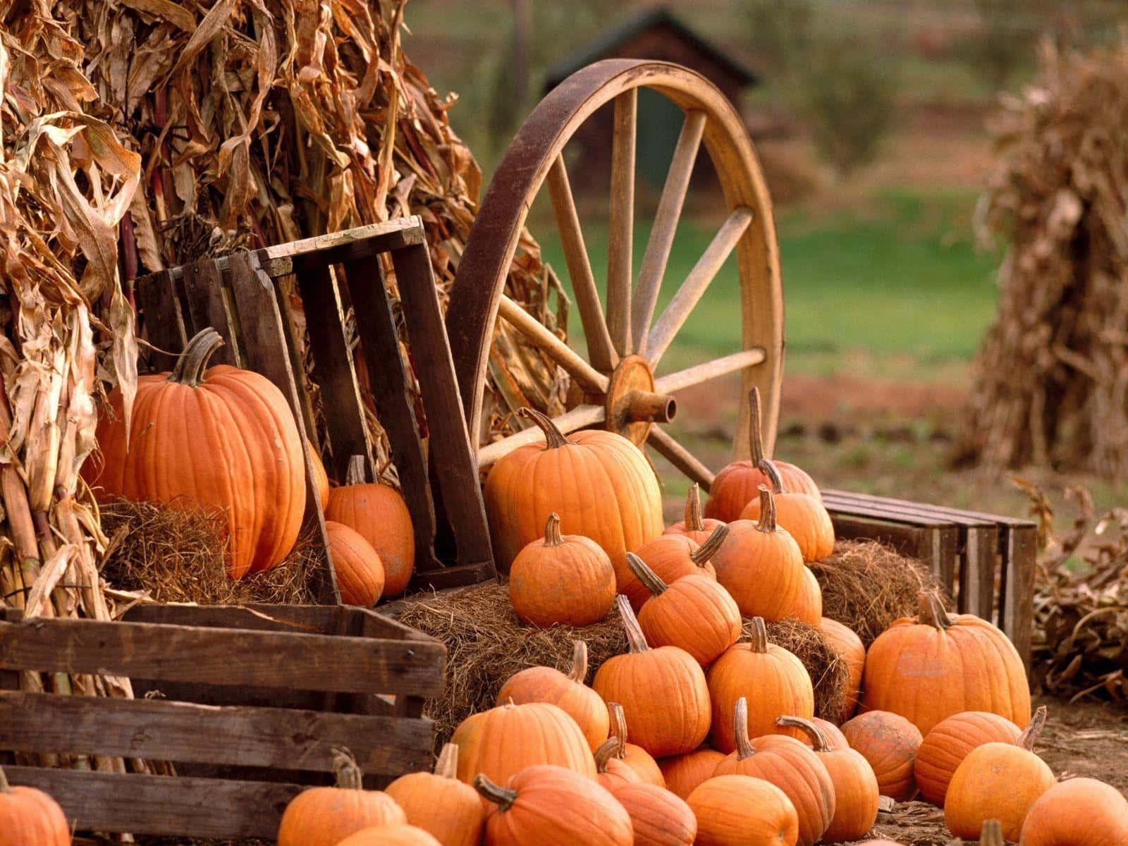 Fall Harvest, orange pumpkins, hay bales, HD Desktop Wallpaper