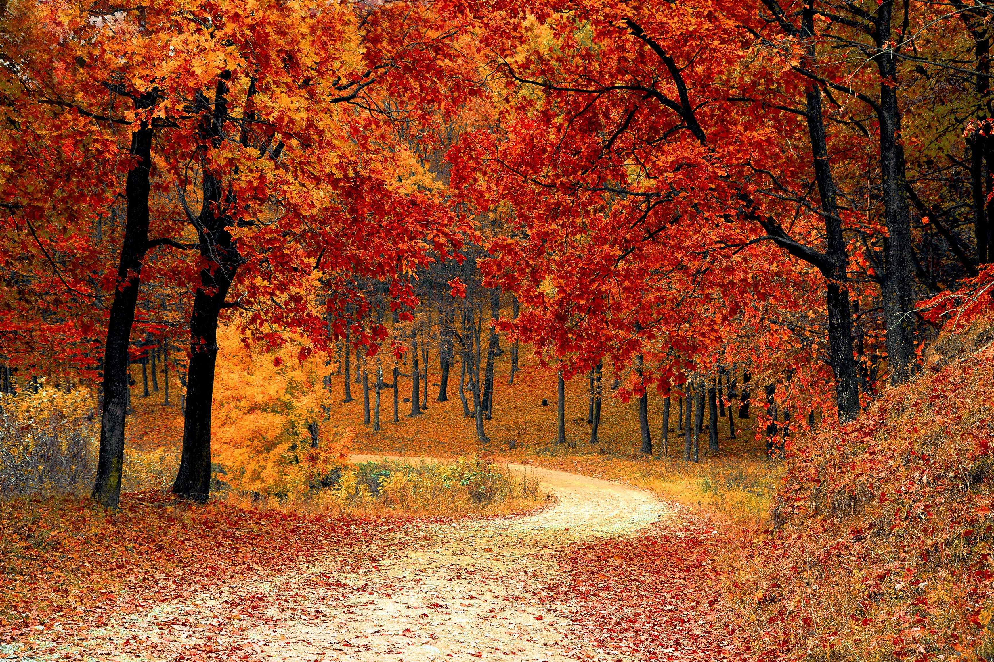 fall leaves trail, woods, fiery red, 2K Desktop Wallpaper