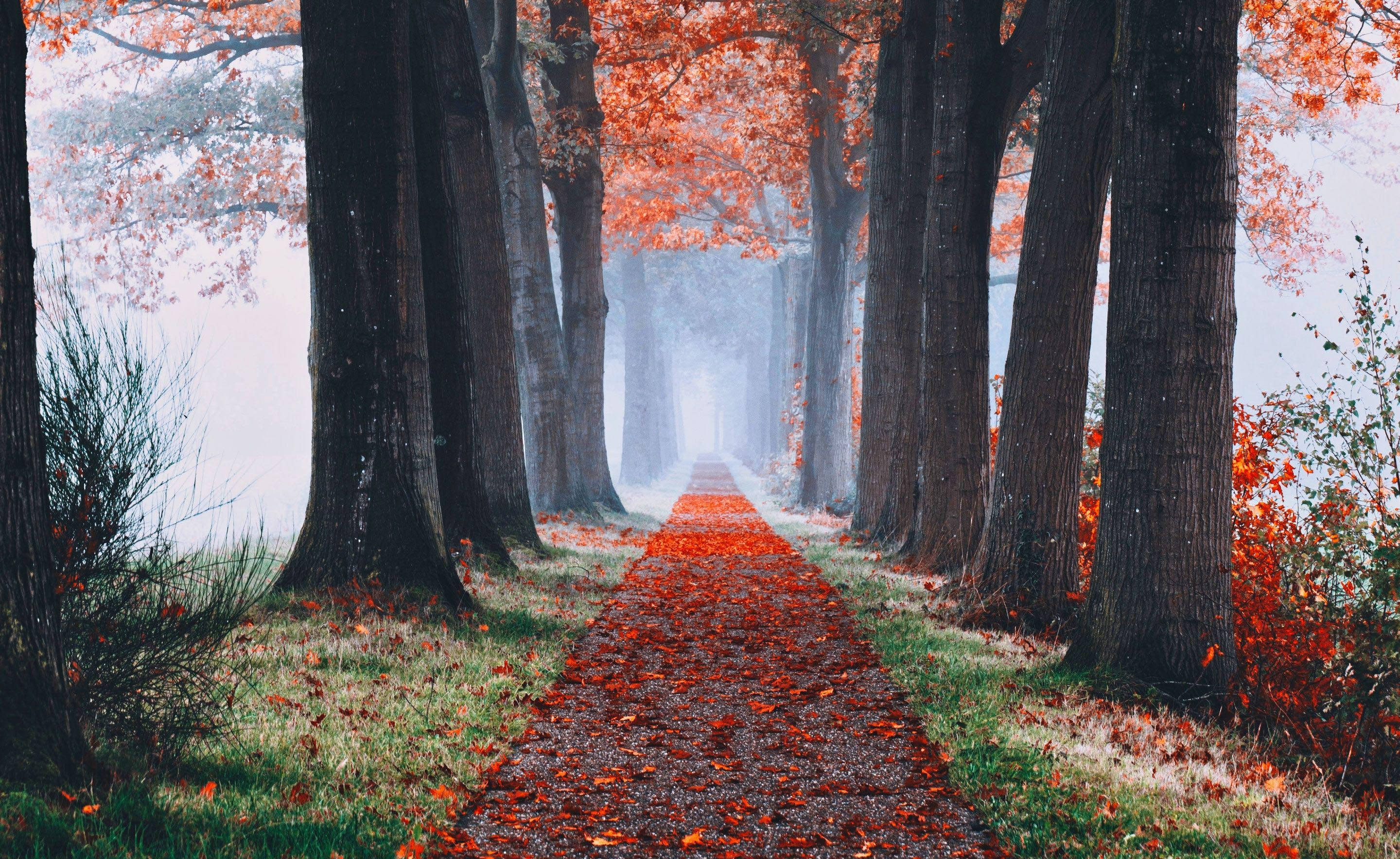 autumn path, tall trees, orange leaves, 2K Desktop Wallpaper