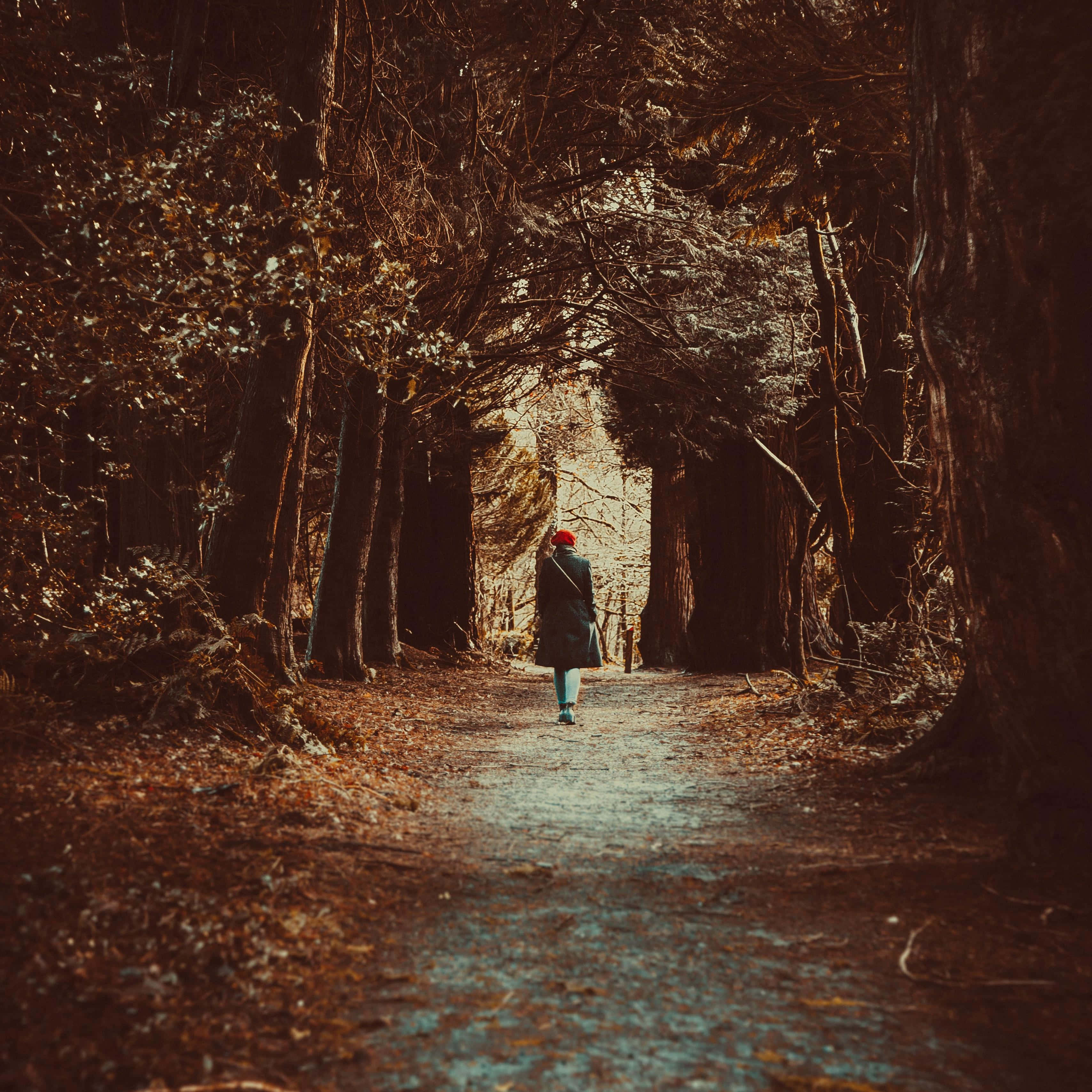 fall hikes, red hat, narrow forest path, 2K Desktop Wallpaper