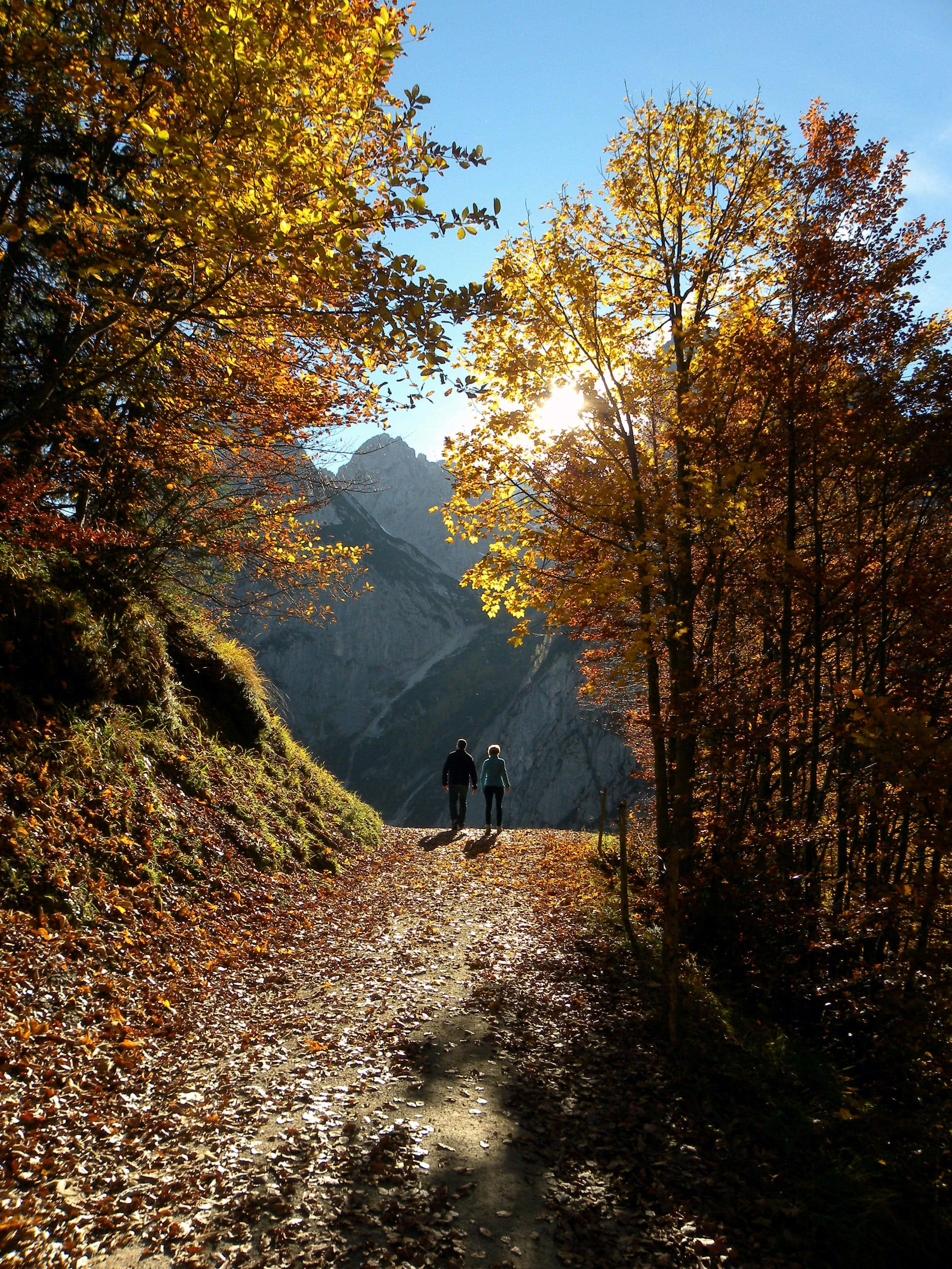 fall hikes, forest trail, autumn trees, 4K Phone Wallpaper