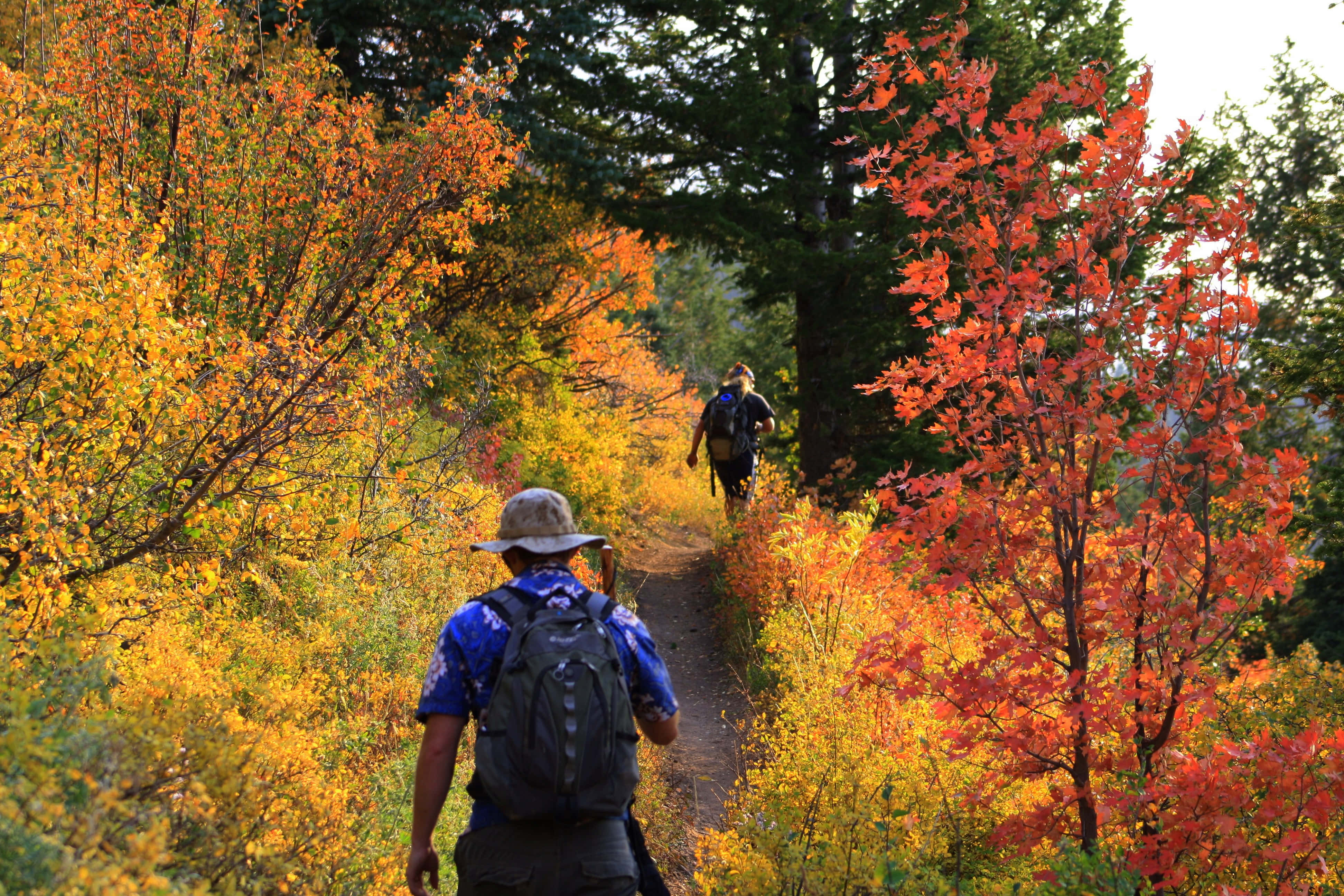 fall hikes, forest trail, vibrant orange and yellow autumn foliage, 4K Desktop Wallpaper