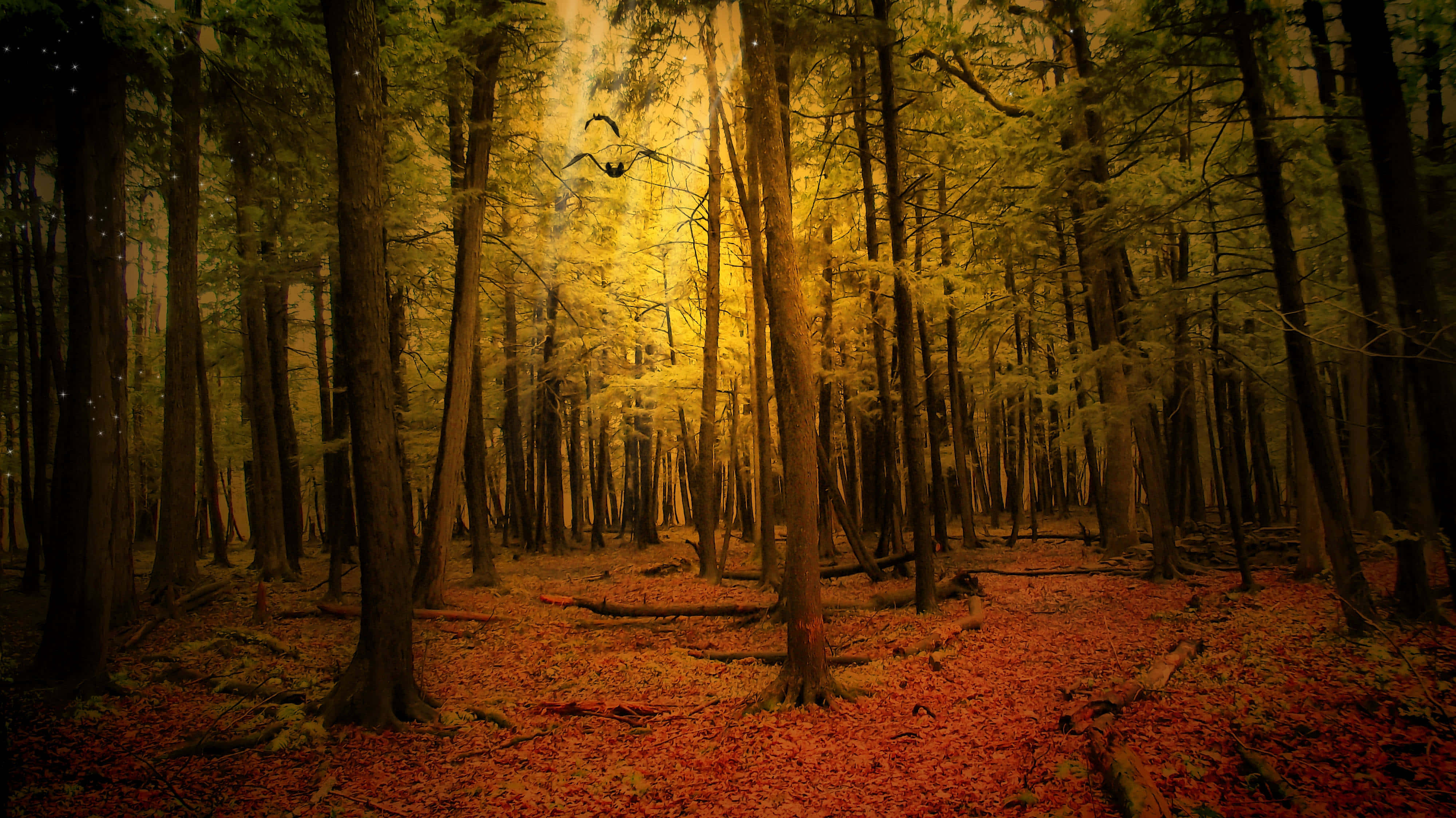 Fall Forest, golden sunlight, towering trees, 4K Desktop Wallpaper