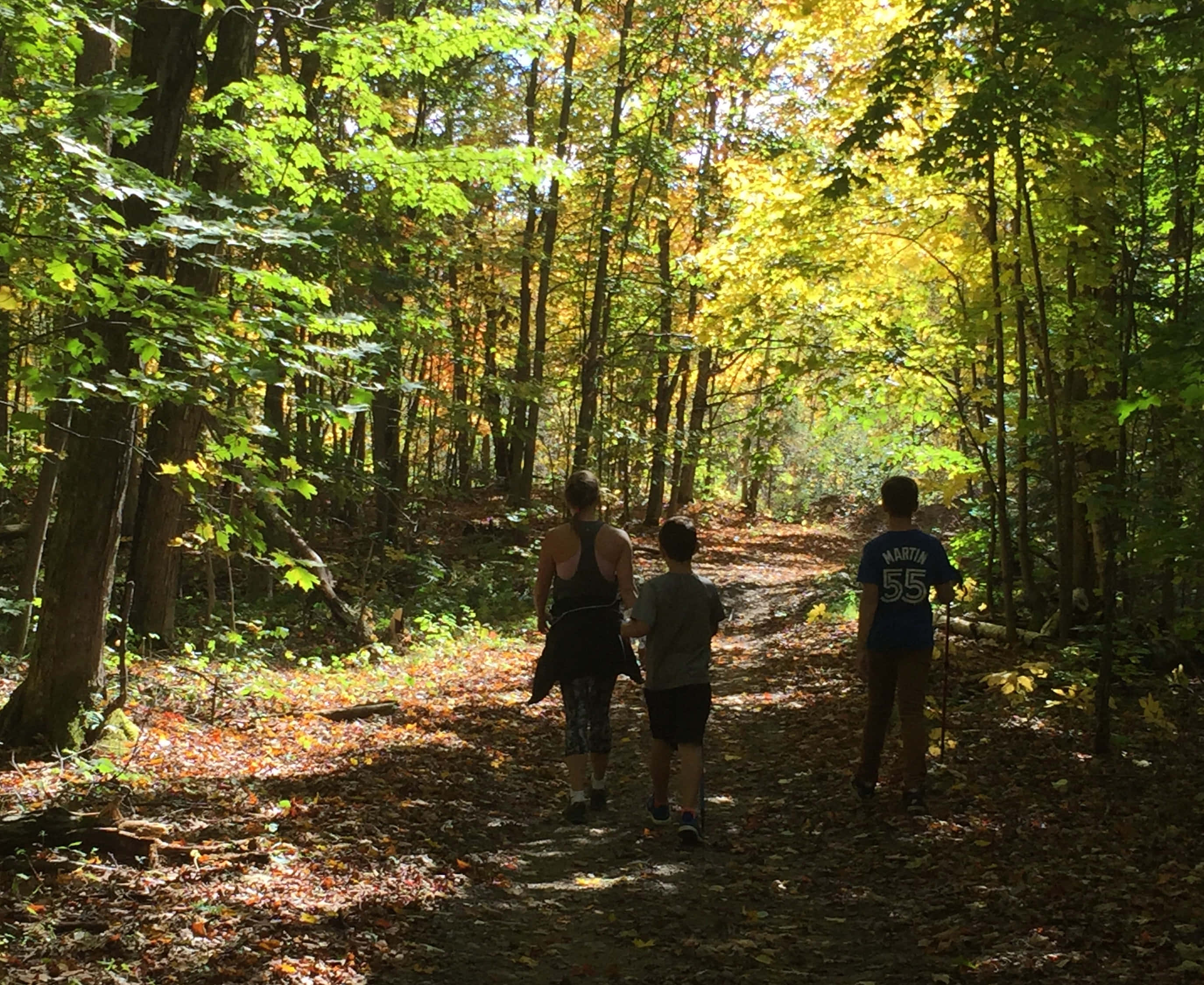 fall hikes, sun-dappled forest trail, autumn leaves, 2K Desktop Wallpaper