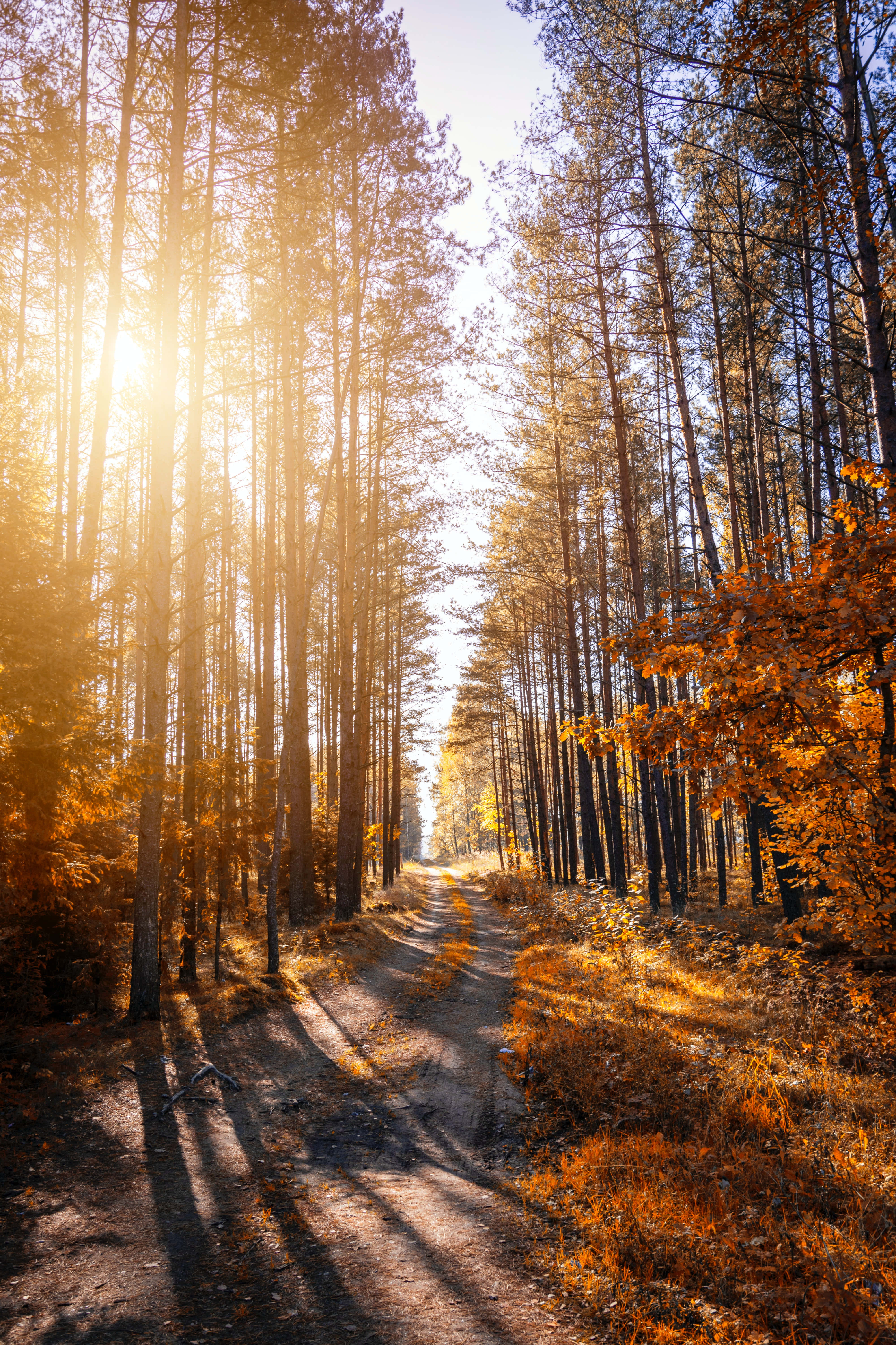 autumn hike, forest path, tall pine trees, 5K Phone Wallpaper