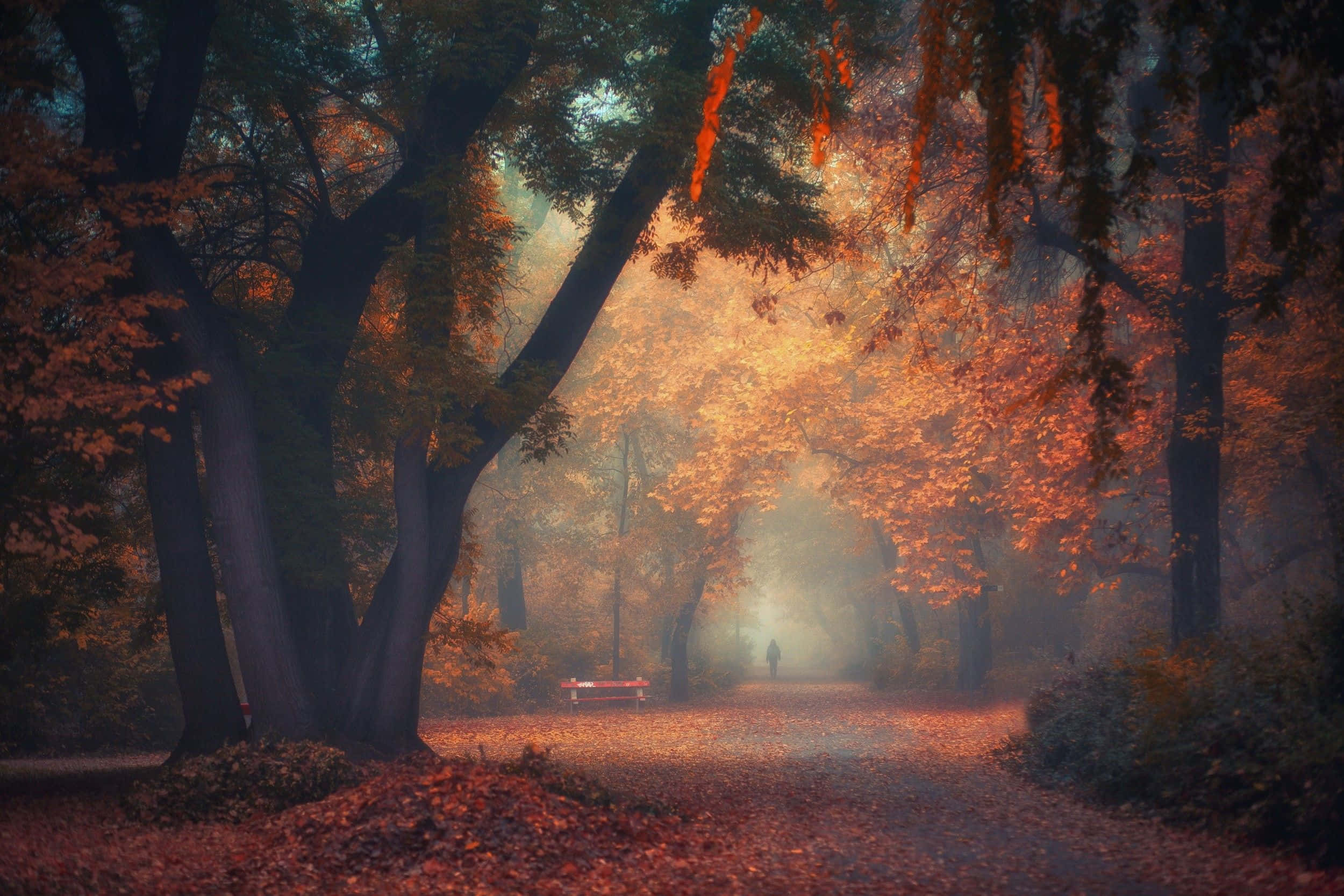 Fall Hikes, autumn forest path, golden light, Full HD Desktop Wallpaper
