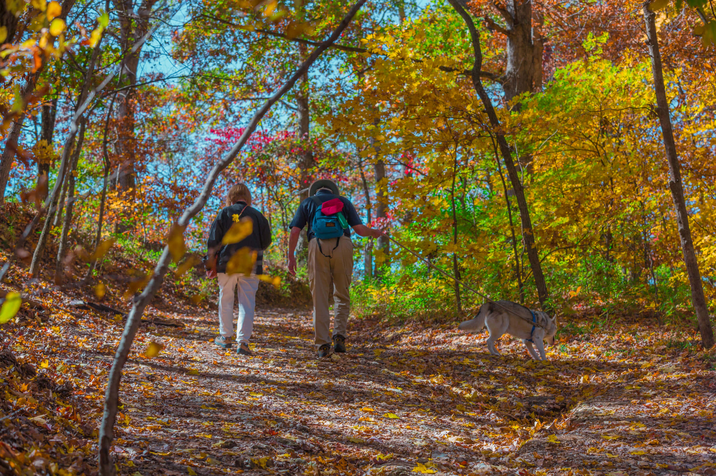 Fall Hikes, golden autumn leaves, sunlit forest, Full HD Desktop Wallpaper