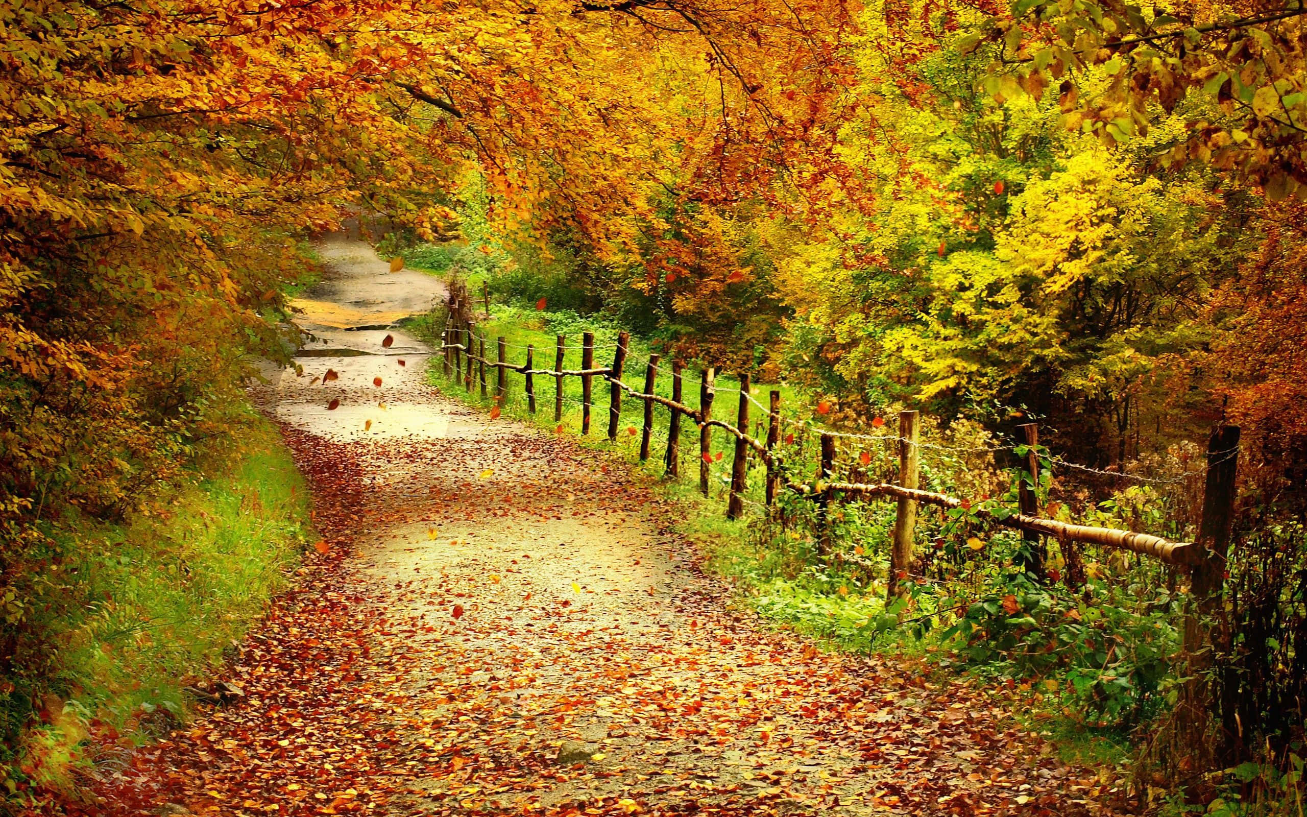 Fall Hikes, dirt path, fallen leaves, 2K Desktop Wallpaper