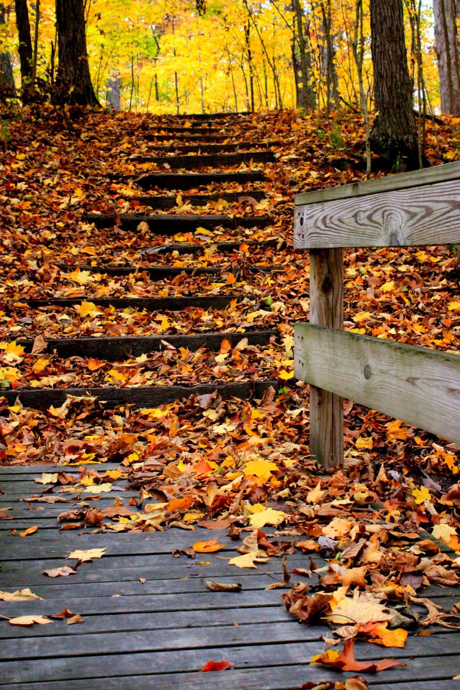 fall hikes, golden autumn leaves, vibrant yellow foliage, Full HD Phone Wallpaper