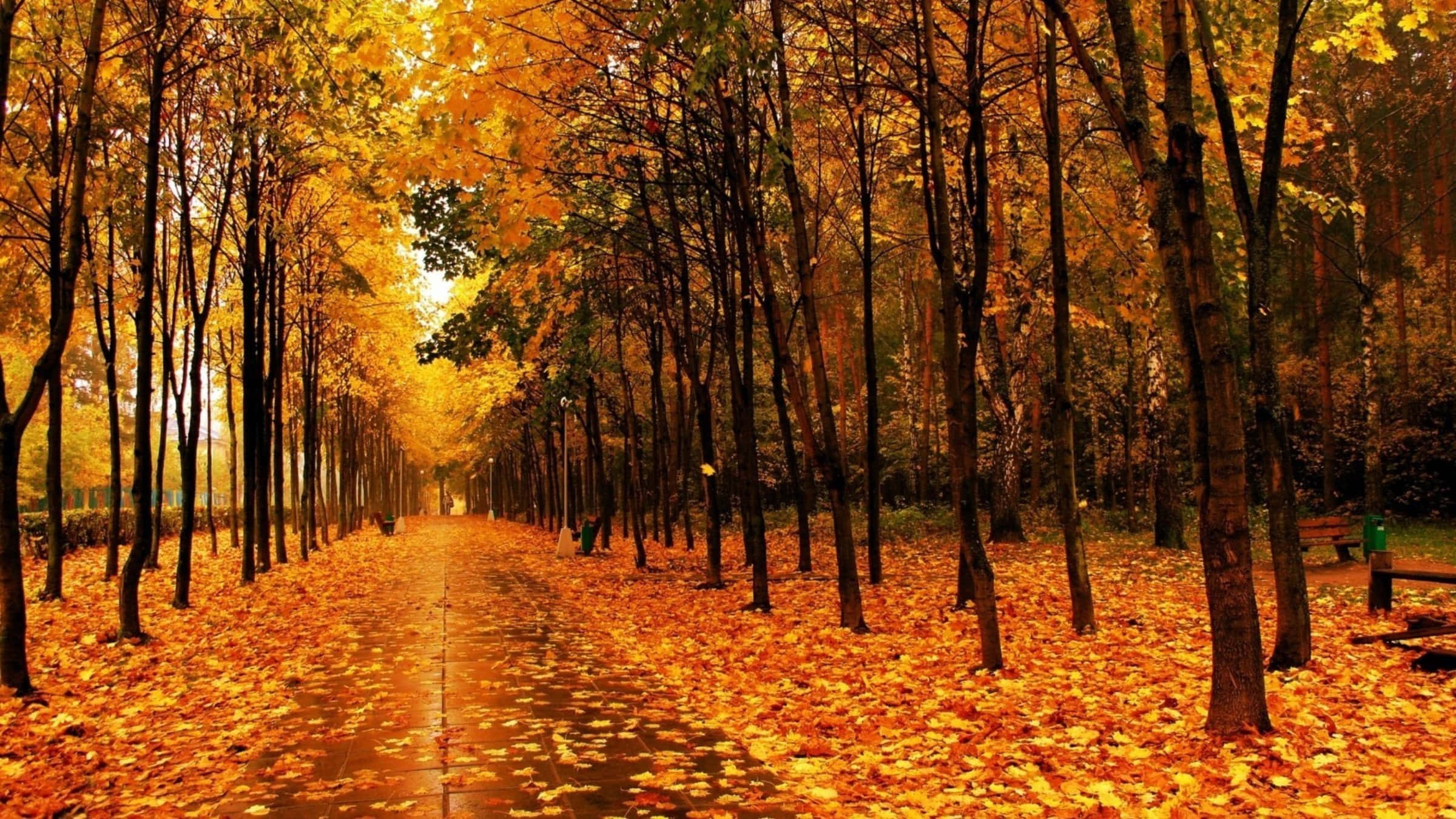 autumn trails, golden autumn path, tall trees, Full HD Desktop Wallpaper