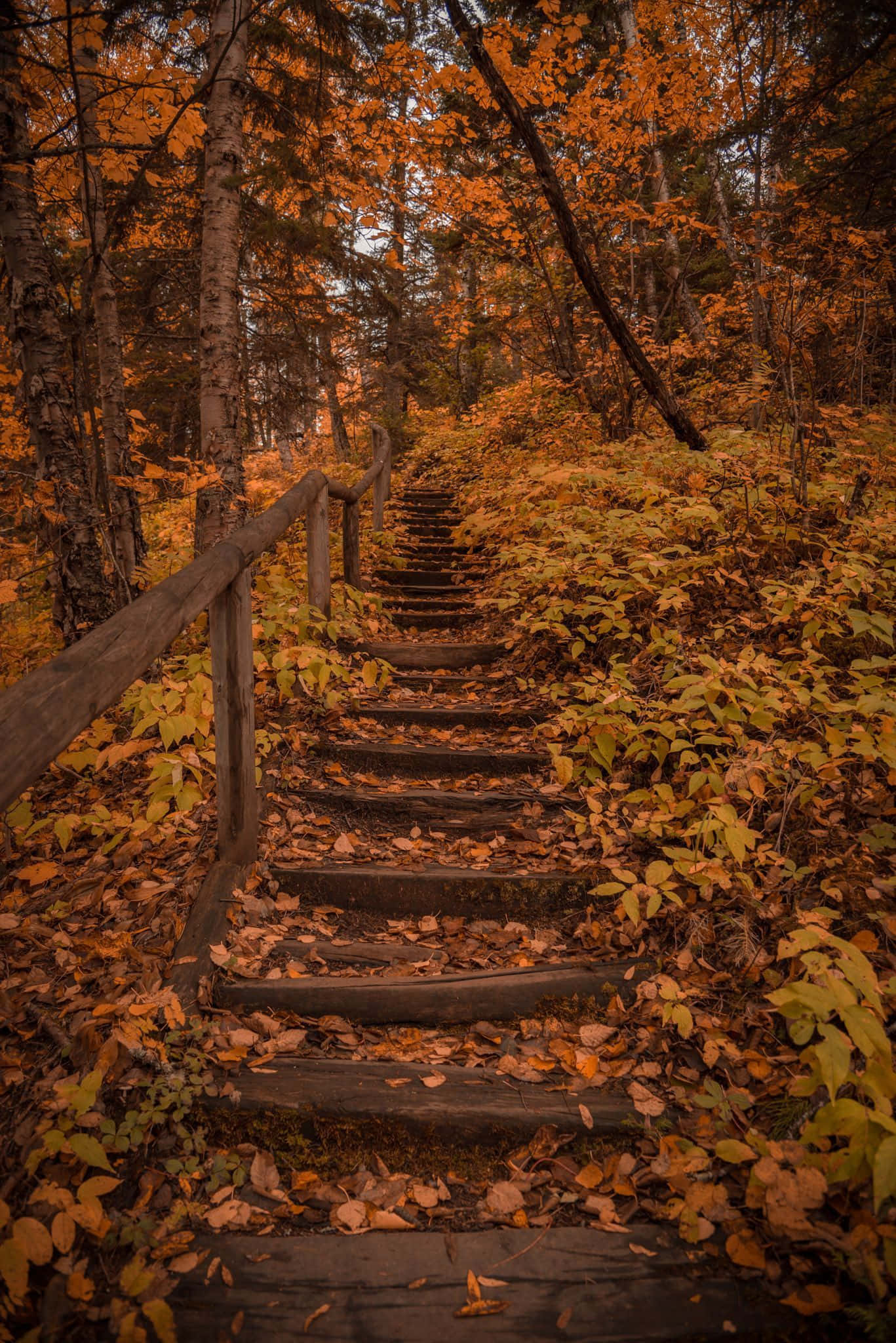 fall hikes, wooden staircase, dense forest, Full HD Phone Wallpaper